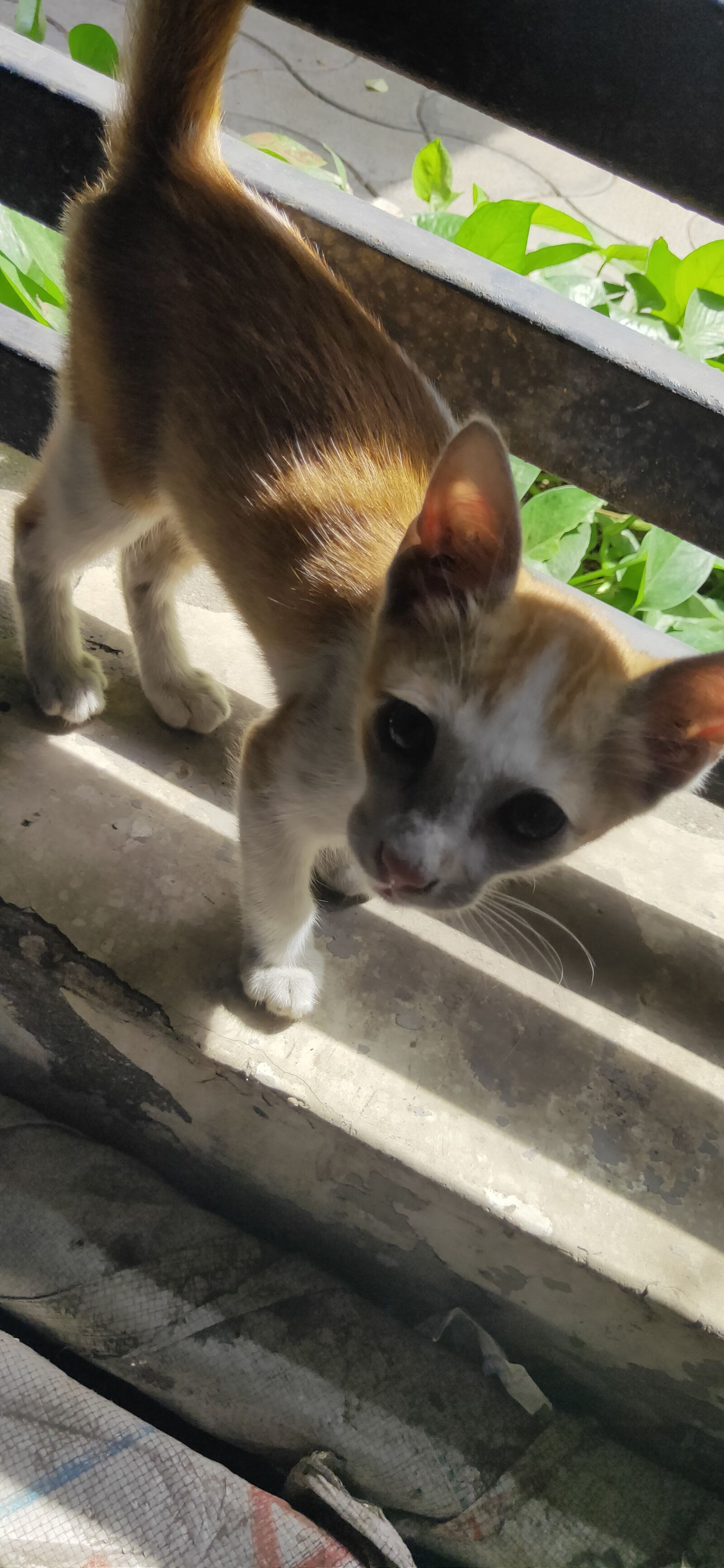 Realme 3 PRO sample photo. Cute cat, pet cat photography