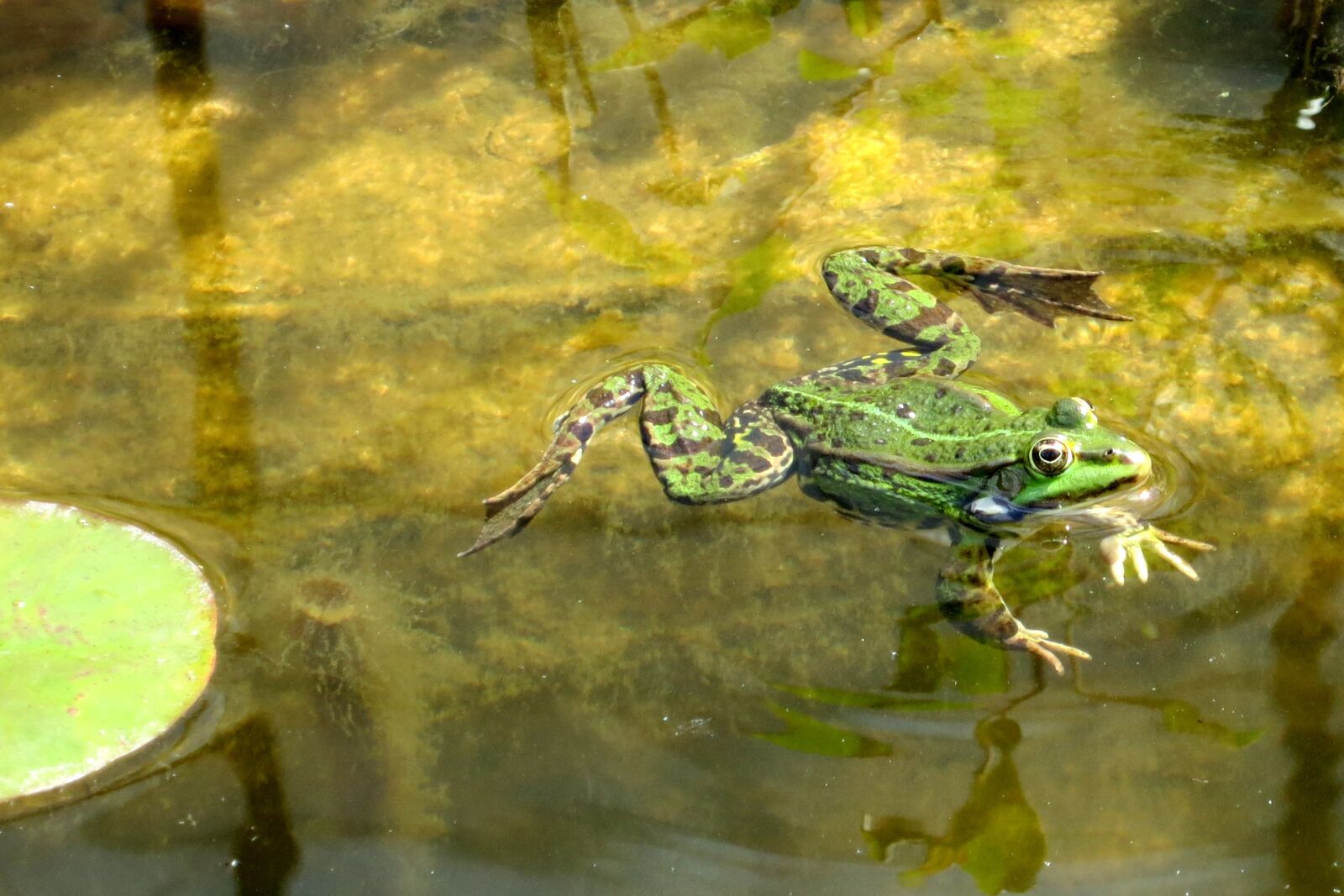 Canon PowerShot S100 sample photo. Frog, water, pond photography