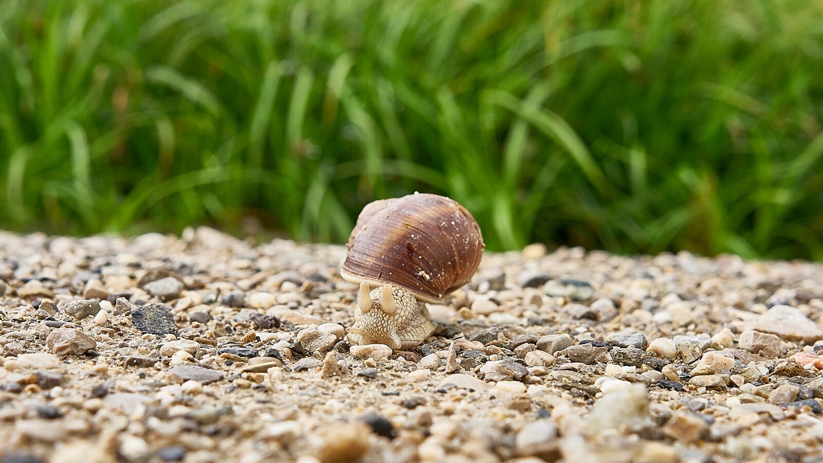 Sony FE 28mm F2 sample photo. Snail, closeup, close up photography