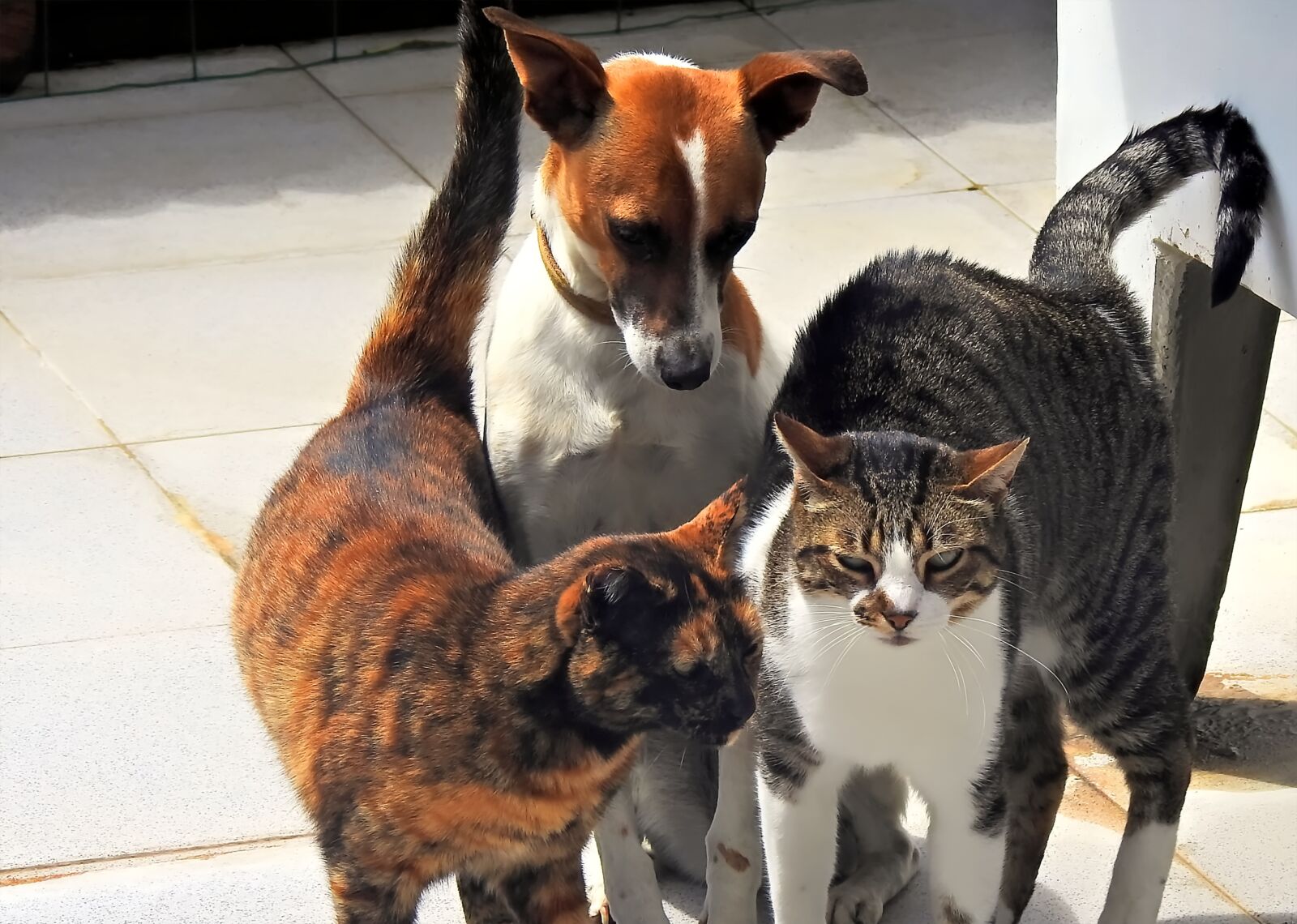 Nikon Coolpix P900 sample photo. Animals, pets, cat photography