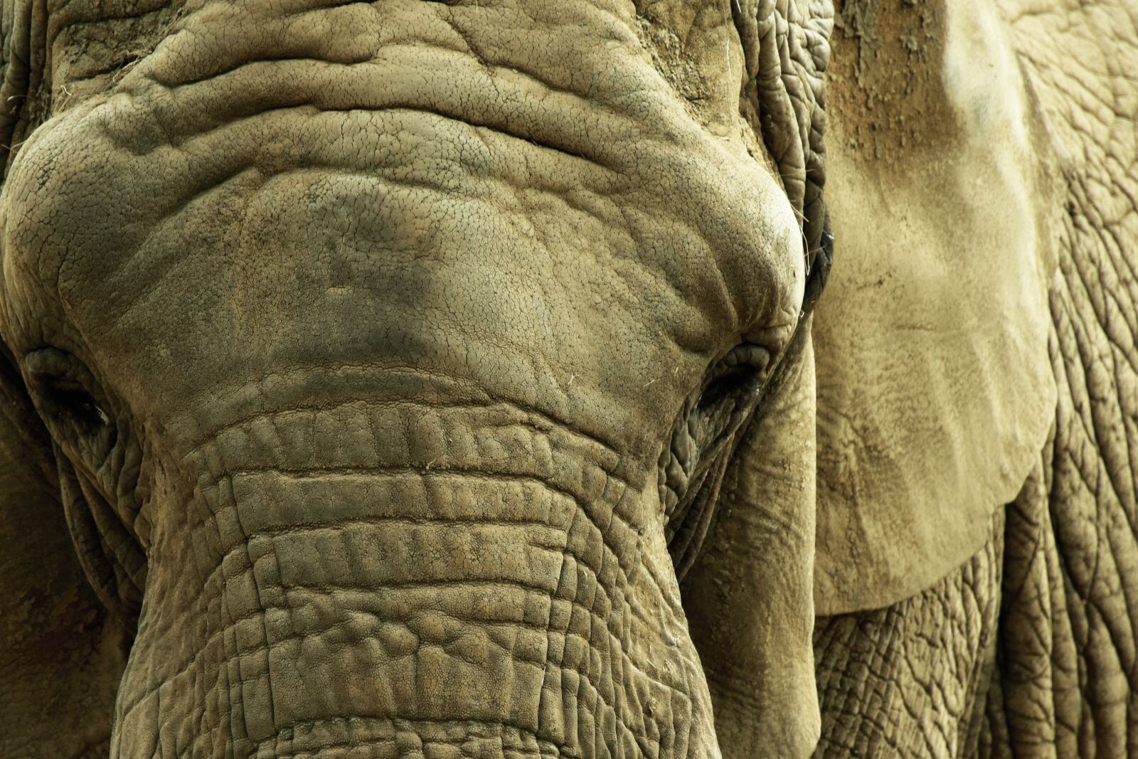 Nikon D5500 sample photo. Elephant, savannah, africa photography