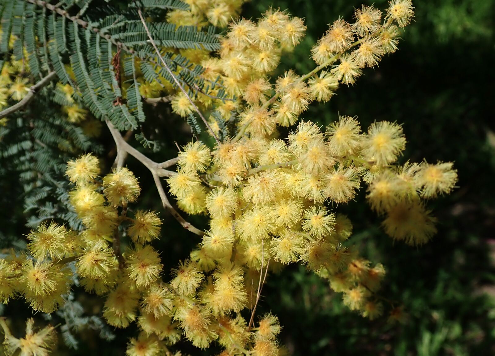 Olympus TG-5 sample photo. Wattle, acacia, golden photography