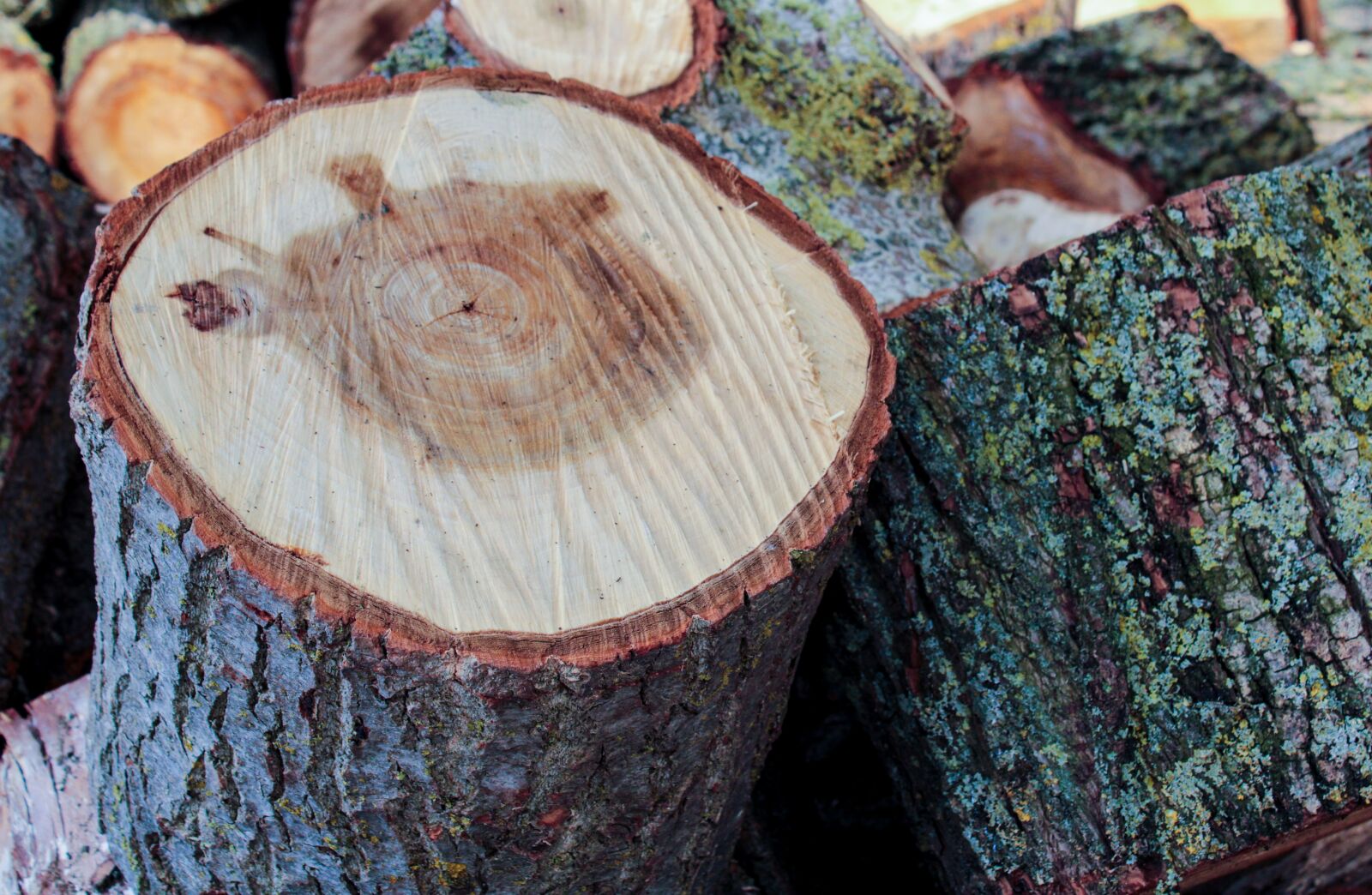 Canon EOS 2000D (EOS Rebel T7 / EOS Kiss X90 / EOS 1500D) sample photo. Wood, chopped, cut photography