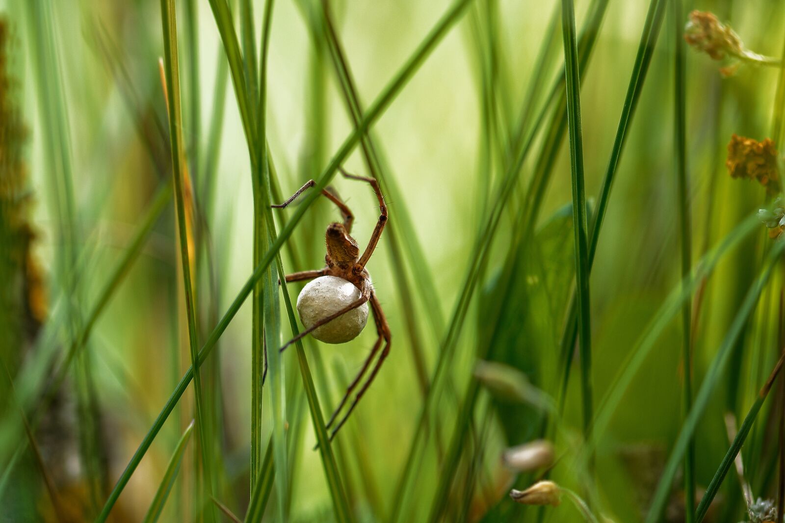 Nikon D7200 sample photo. Predatory spider, meadow, young photography