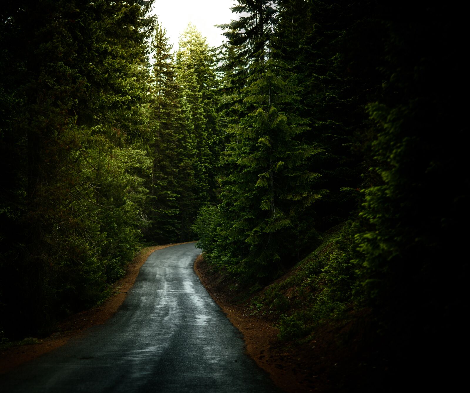 Nikon D750 sample photo. Forest, road, travel photography