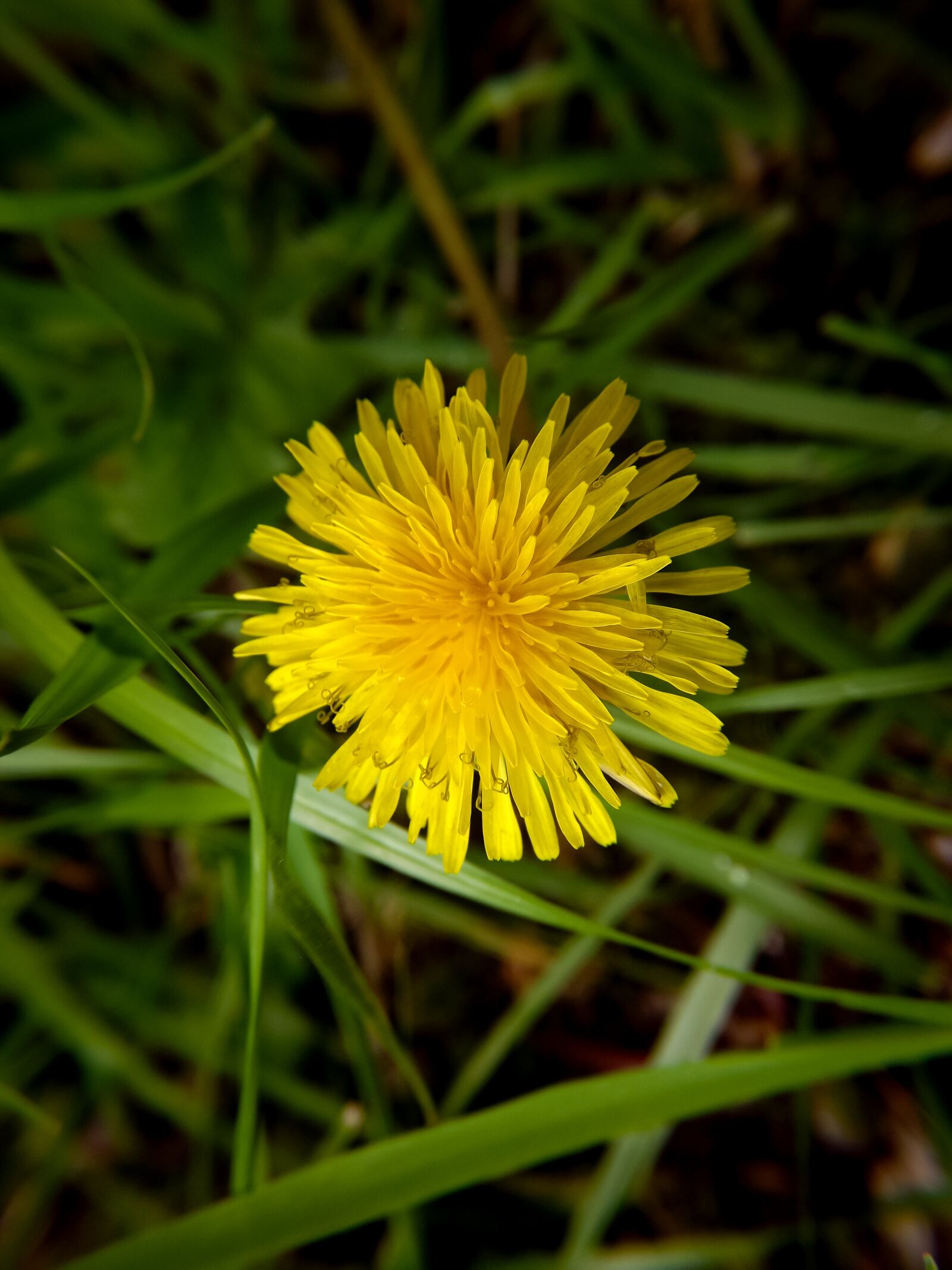 Fujifilm FinePix S4500 sample photo. Flower, nature, yellow photography