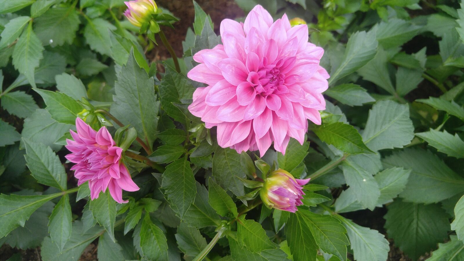 LG V10 sample photo. Flower, plant, nature photography