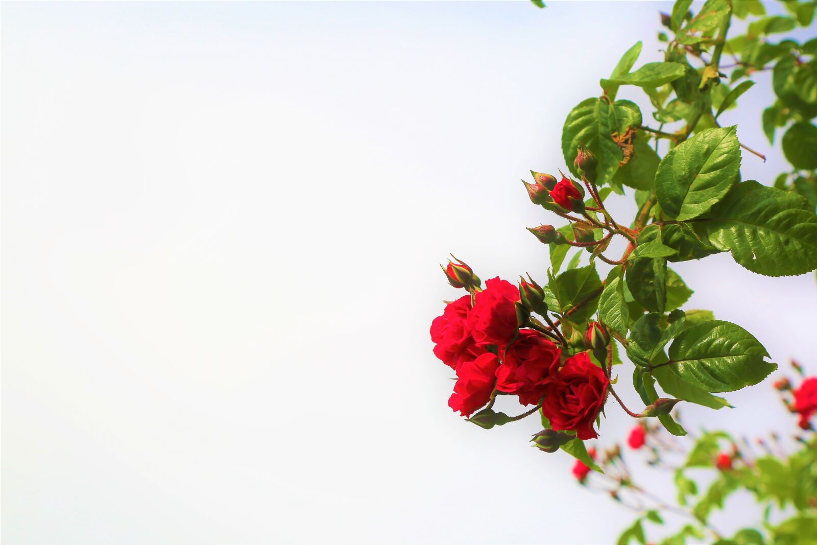 Canon EOS 5D Mark III sample photo. Rose, red, nature photography