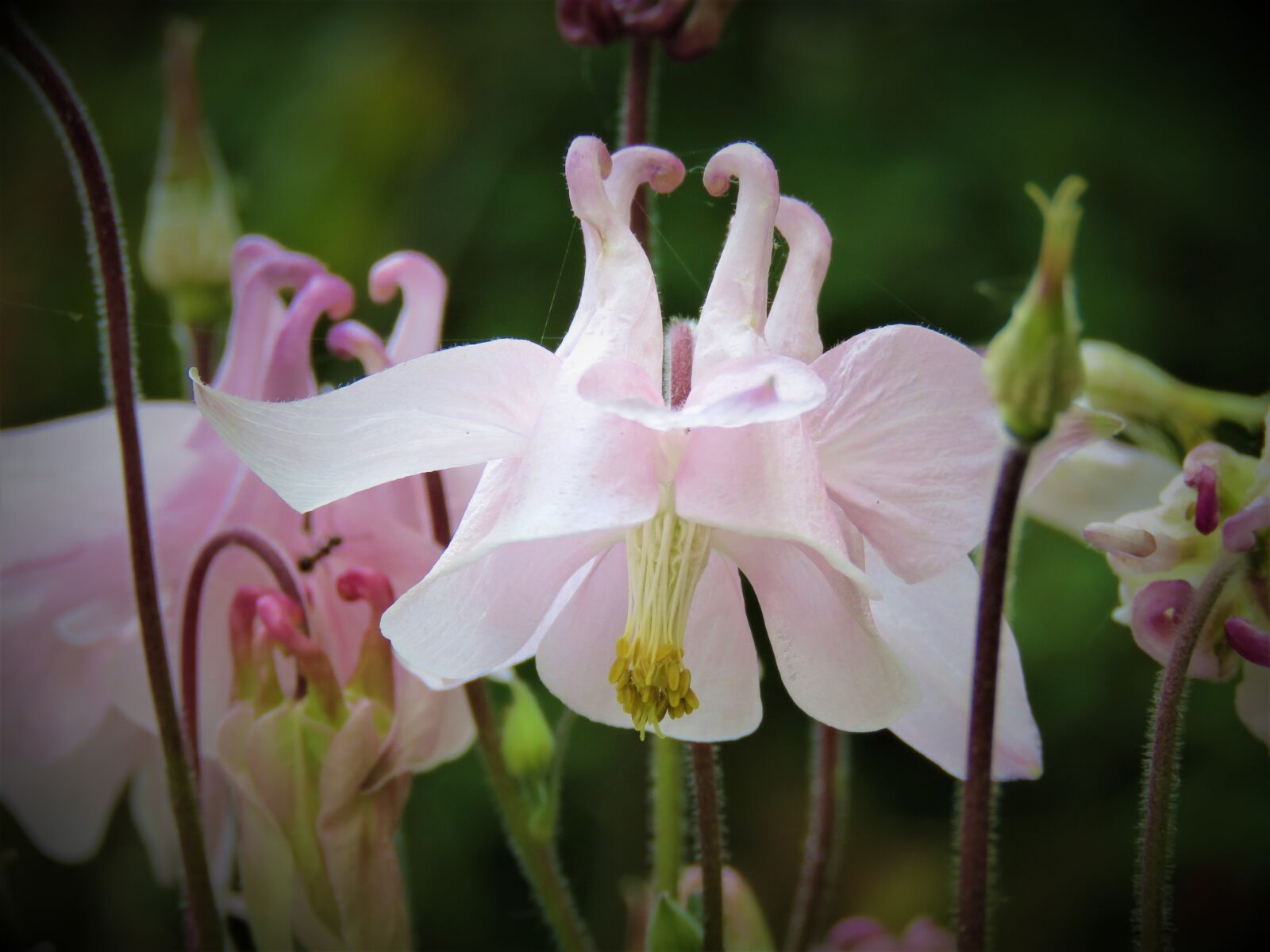 Canon PowerShot SX60 HS sample photo. Akelei, pink, flower photography