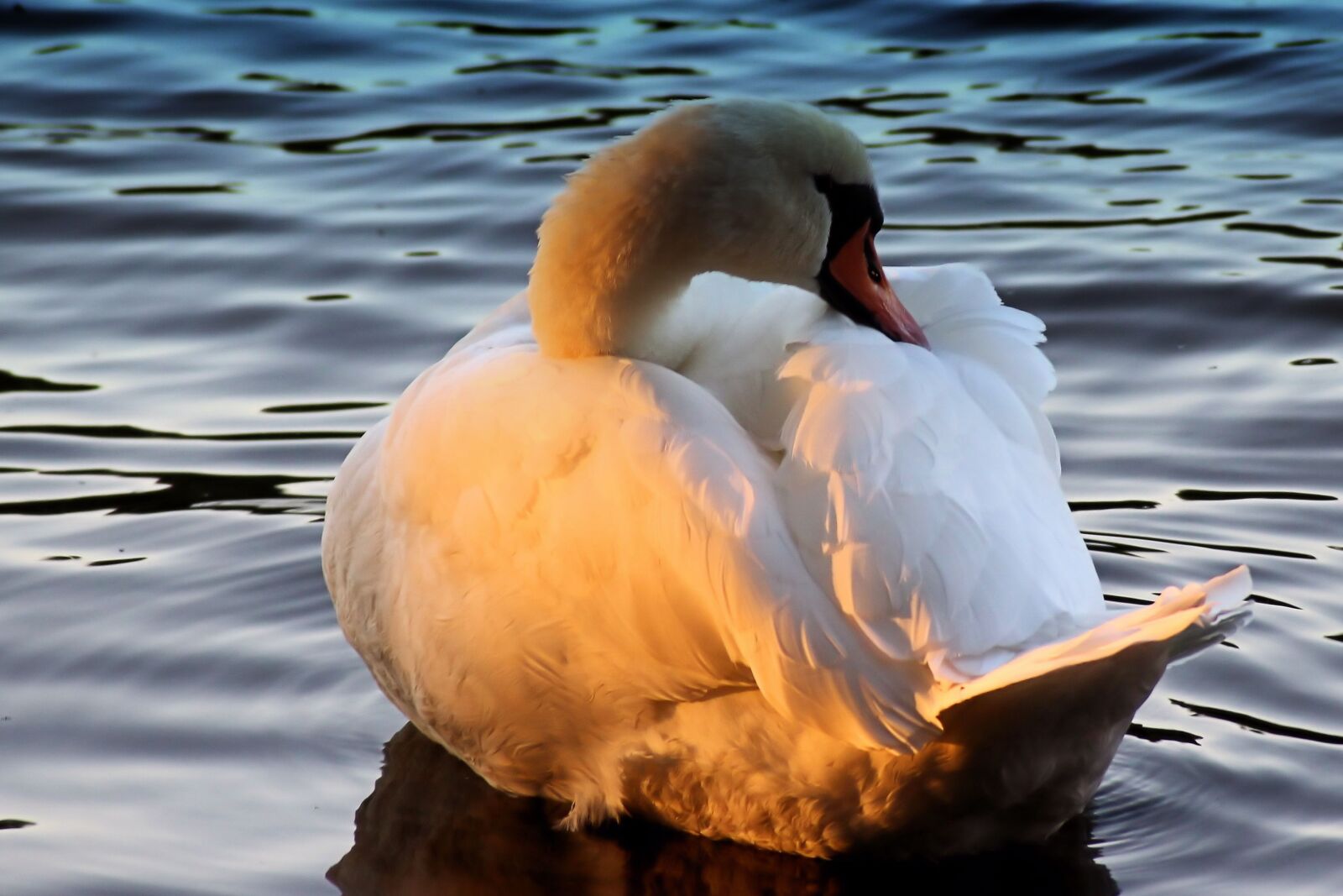 Canon EOS 600D (Rebel EOS T3i / EOS Kiss X5) sample photo. Swan, sunbeam, sunset photography