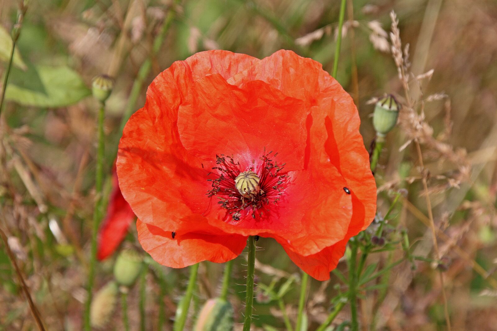 Canon EOS 60D sample photo. Poppy, flower, nature photography
