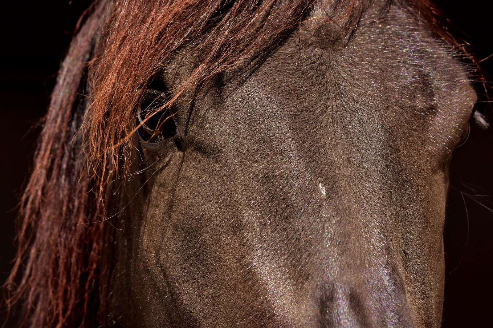 Nikon D7200 sample photo. Horse, brown, close up photography