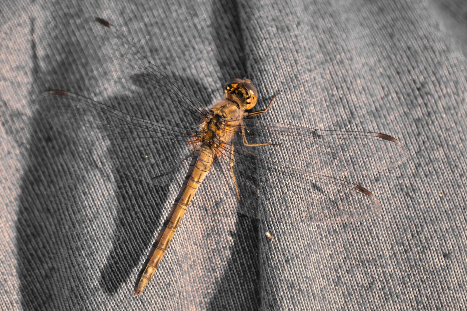 Nikon D5500 sample photo. Details, dragonfly, light brown photography