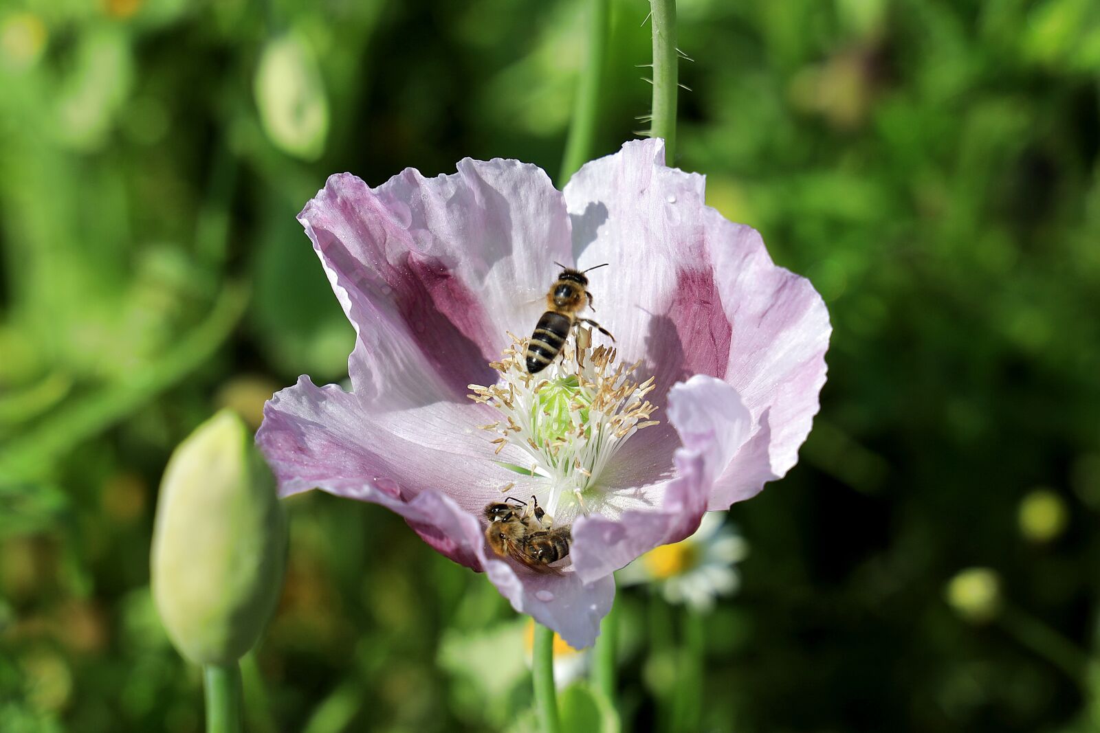 Canon EOS R sample photo. Poppy, poppy flower, field photography