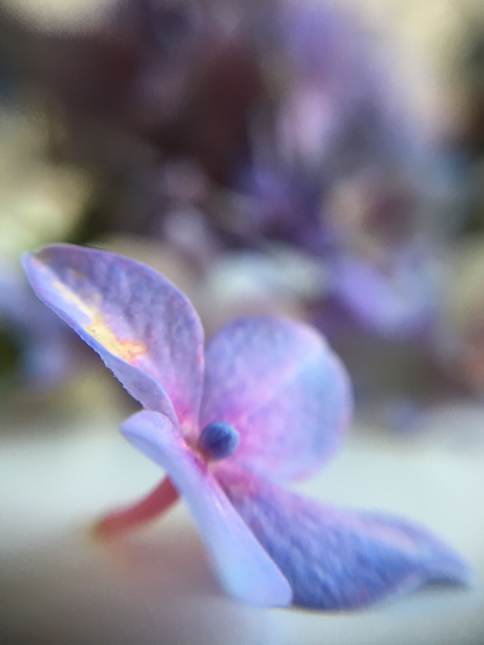 Apple iPhone 6s sample photo. Hydrangea, purple, nature photography