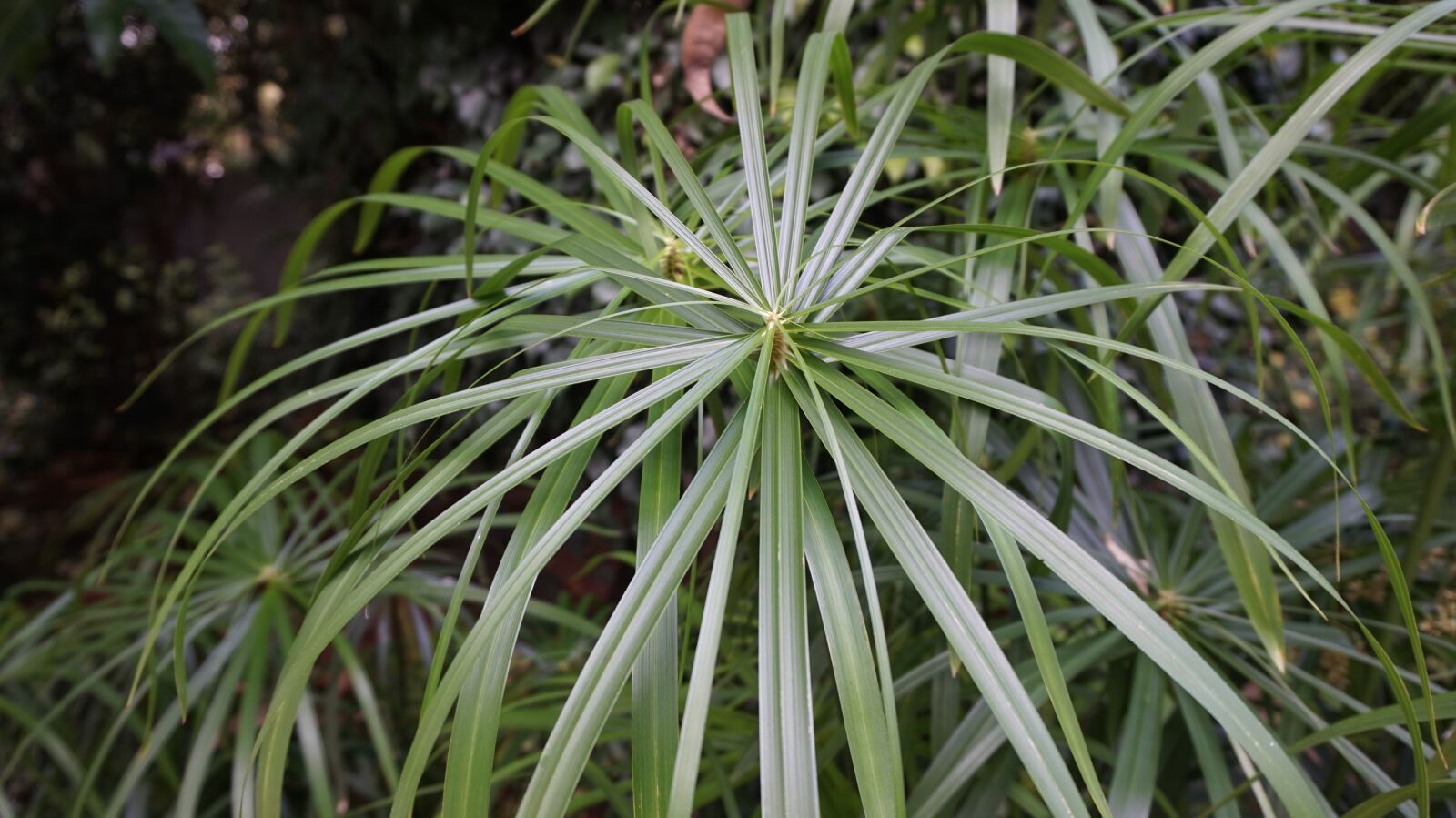 Sony Alpha a5000 (ILCE 5000) sample photo. Plant, leaf, outdoors photography