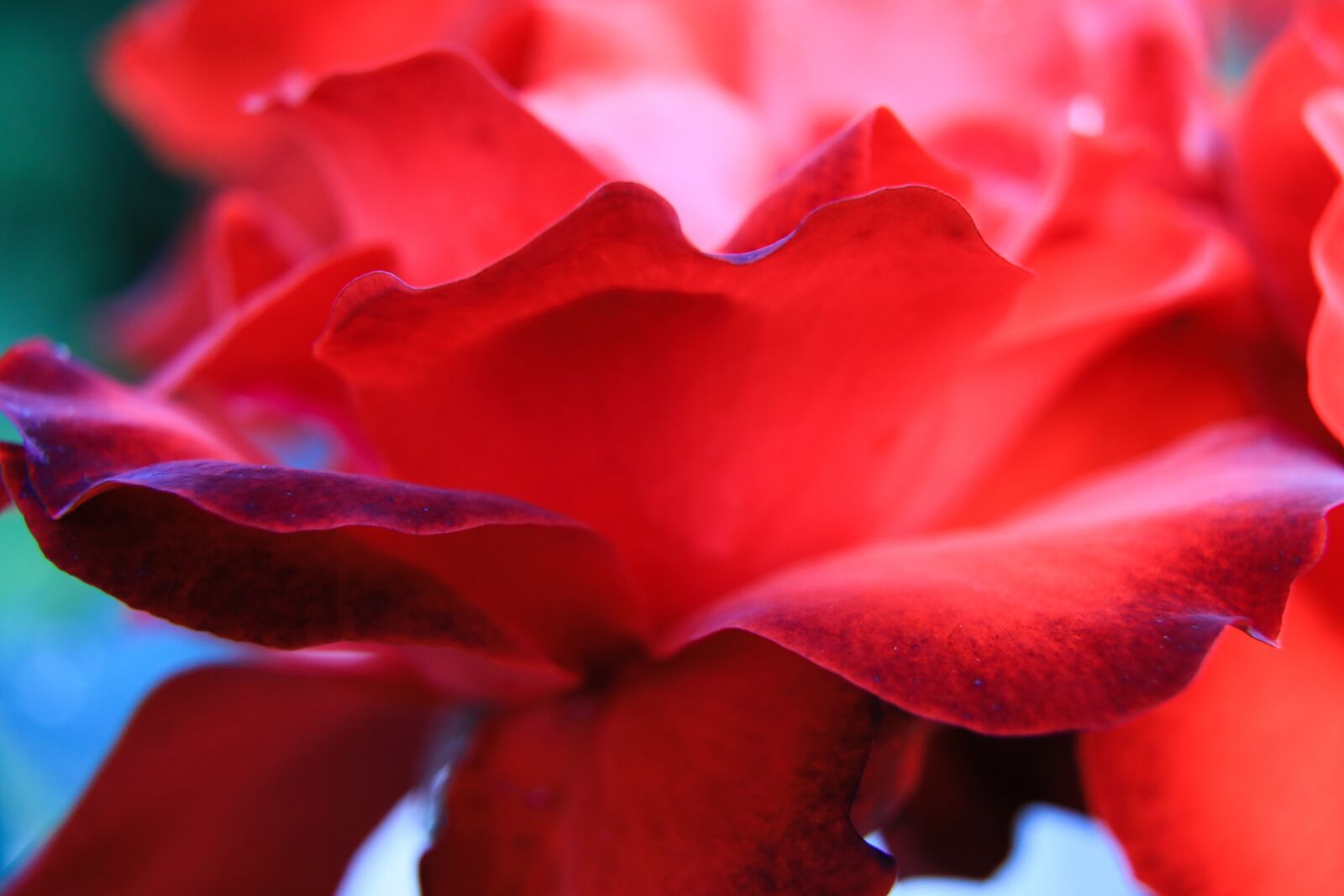 Canon EOS 5D Mark IV sample photo. Rose, red rose, red photography