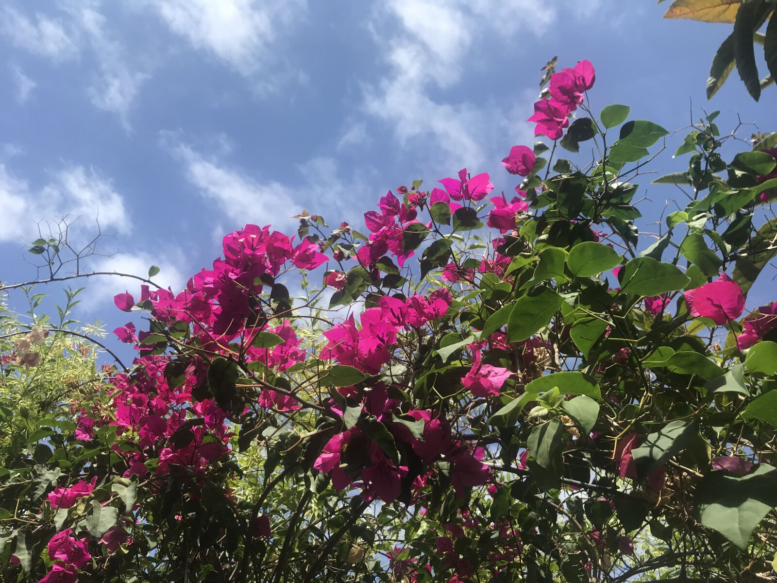 iPhone 7 back camera 3.99mm f/1.8 sample photo. Sky, clouds, flowers photography