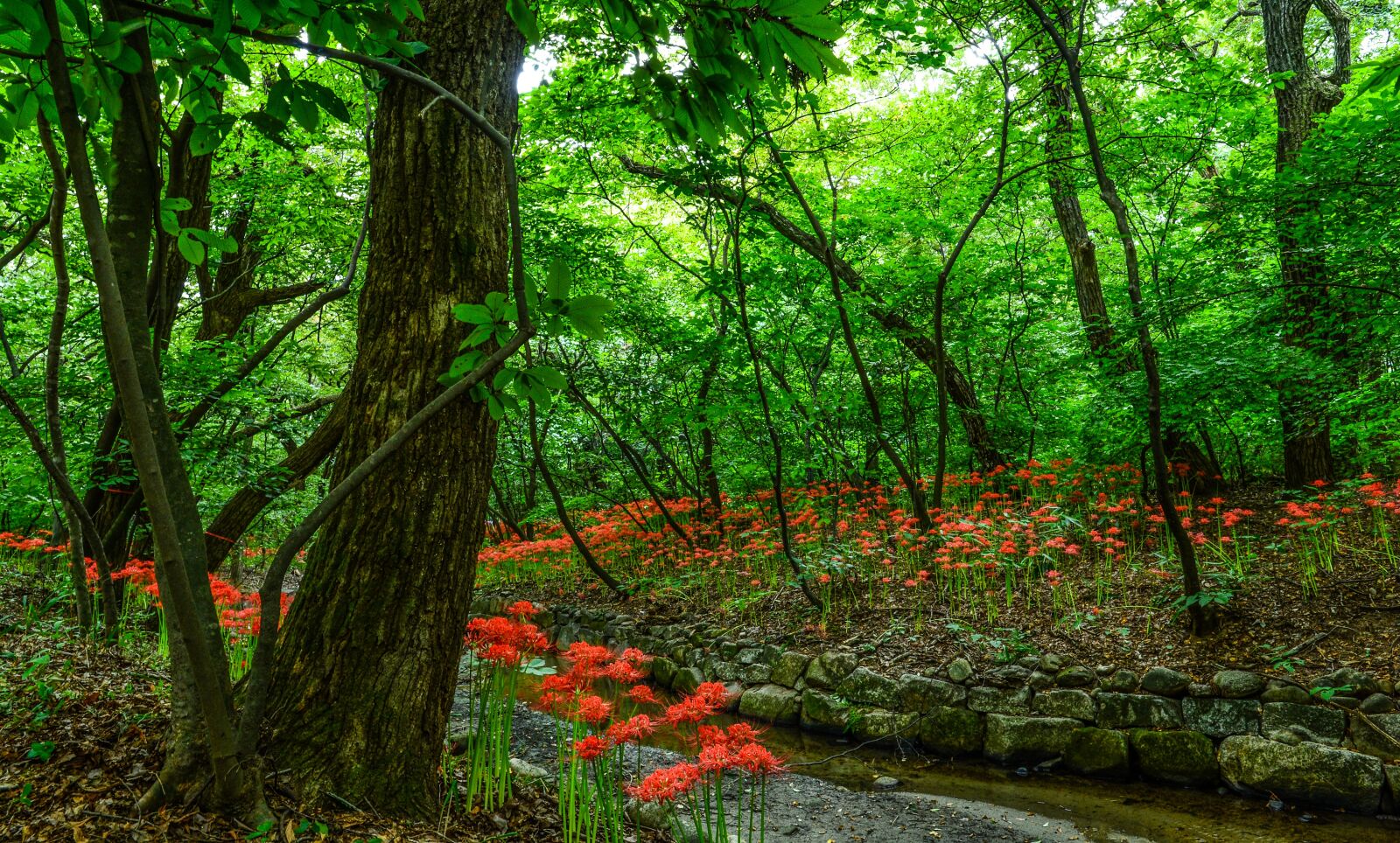 Nikon D4 sample photo. Details of non, lycoris photography
