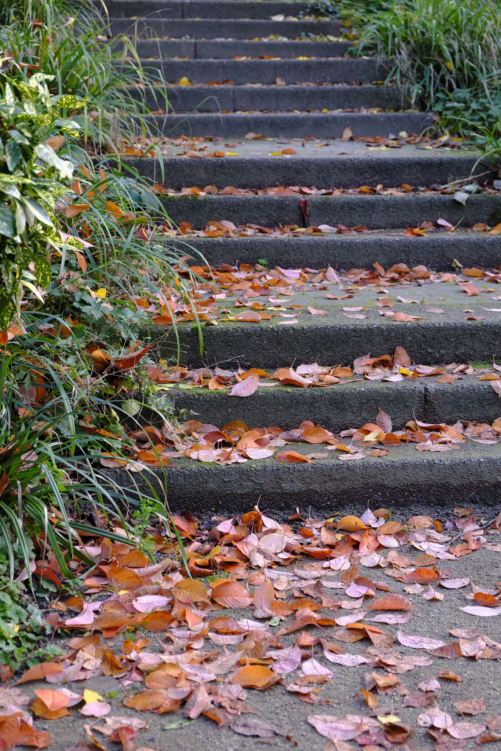 Fujifilm XF 18-55mm F2.8-4 R LM OIS sample photo. Leaves, autumn, stairs photography