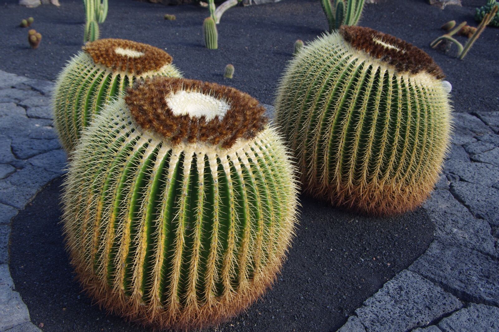 Pentax K-x sample photo. Lanzarote, cactus garden, close photography