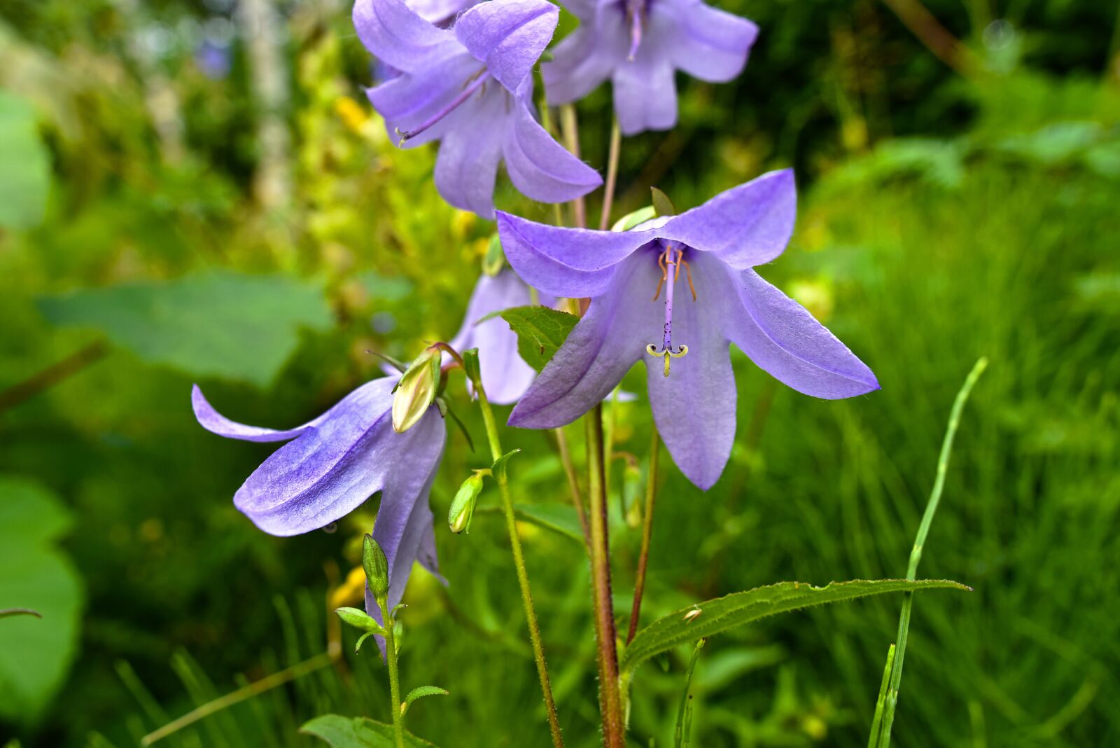Nikon D750 sample photo. Campanula, bellflower, flower photography