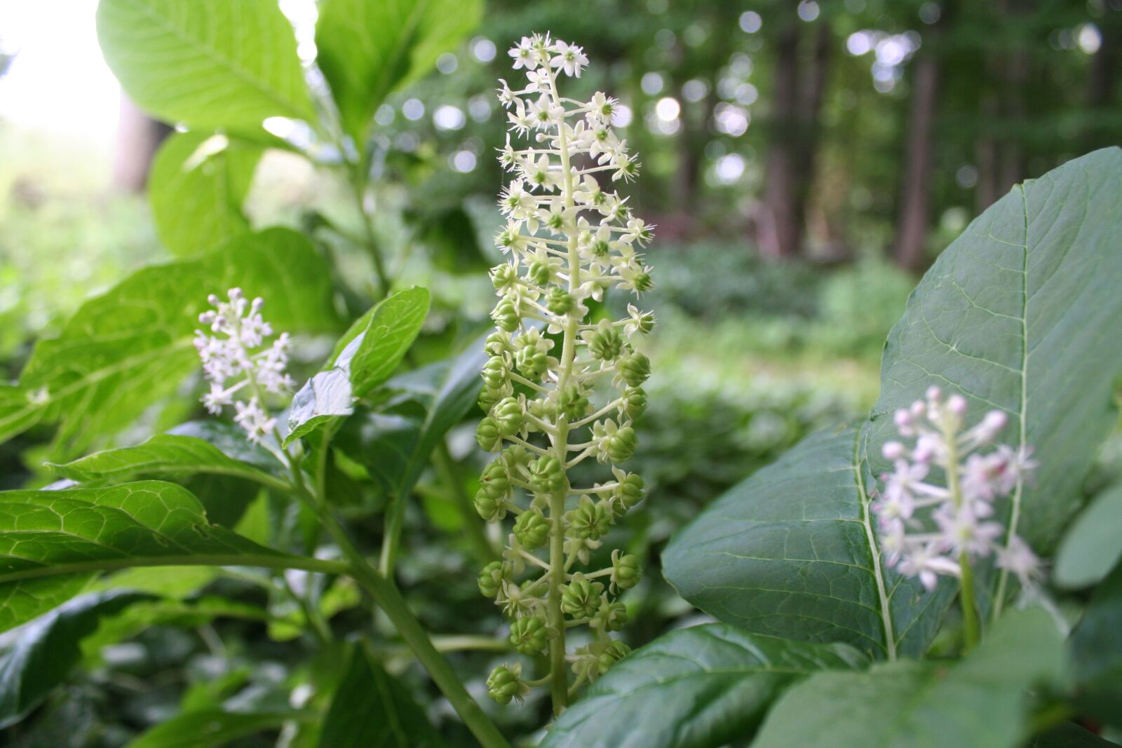Canon EOS 350D (EOS Digital Rebel XT / EOS Kiss Digital N) sample photo. Pokeweed, summer, close up photography