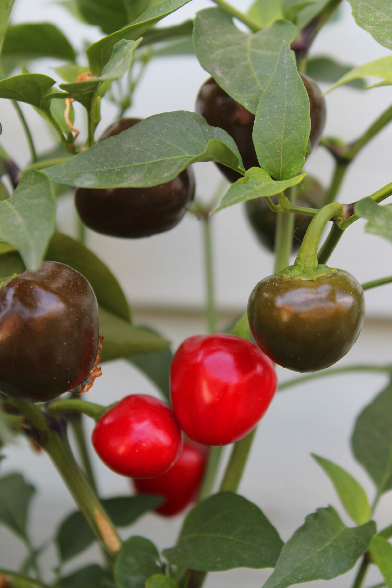 Canon EOS 1100D (EOS Rebel T3 / EOS Kiss X50) sample photo. Red, green, pepper photography