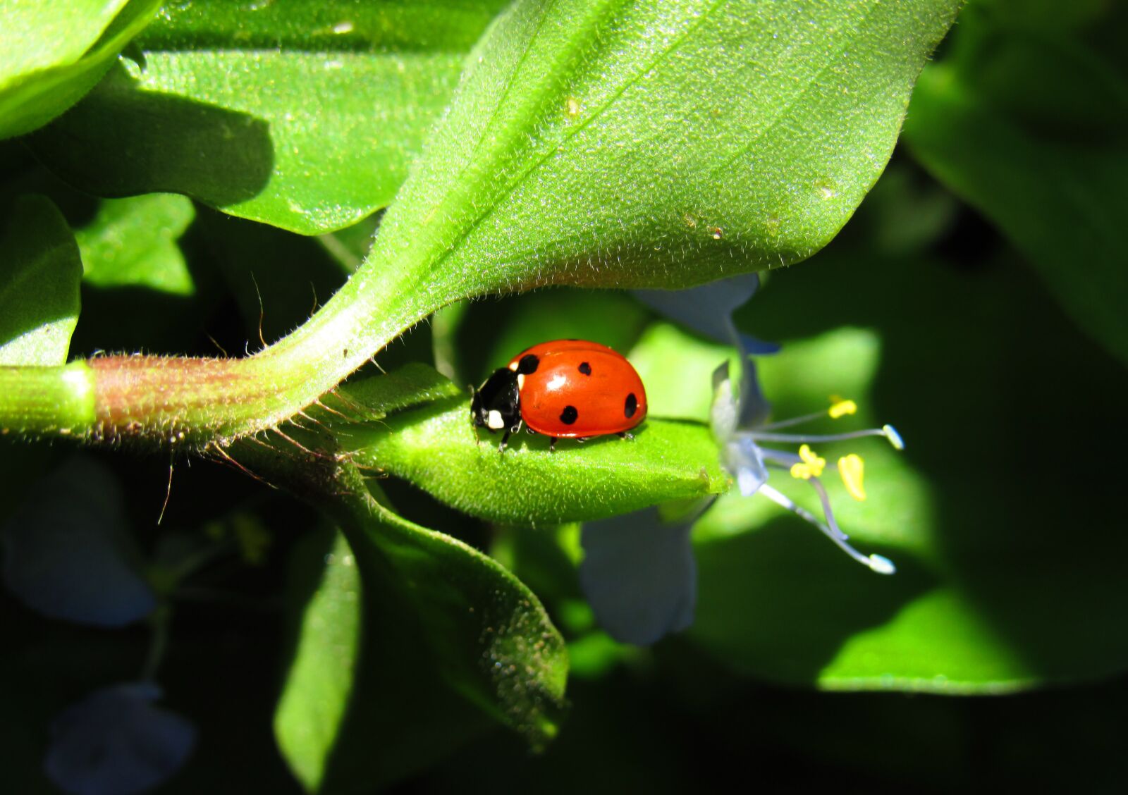 Canon PowerShot SX530 HS sample photo. Ladybug, bug, beetle photography