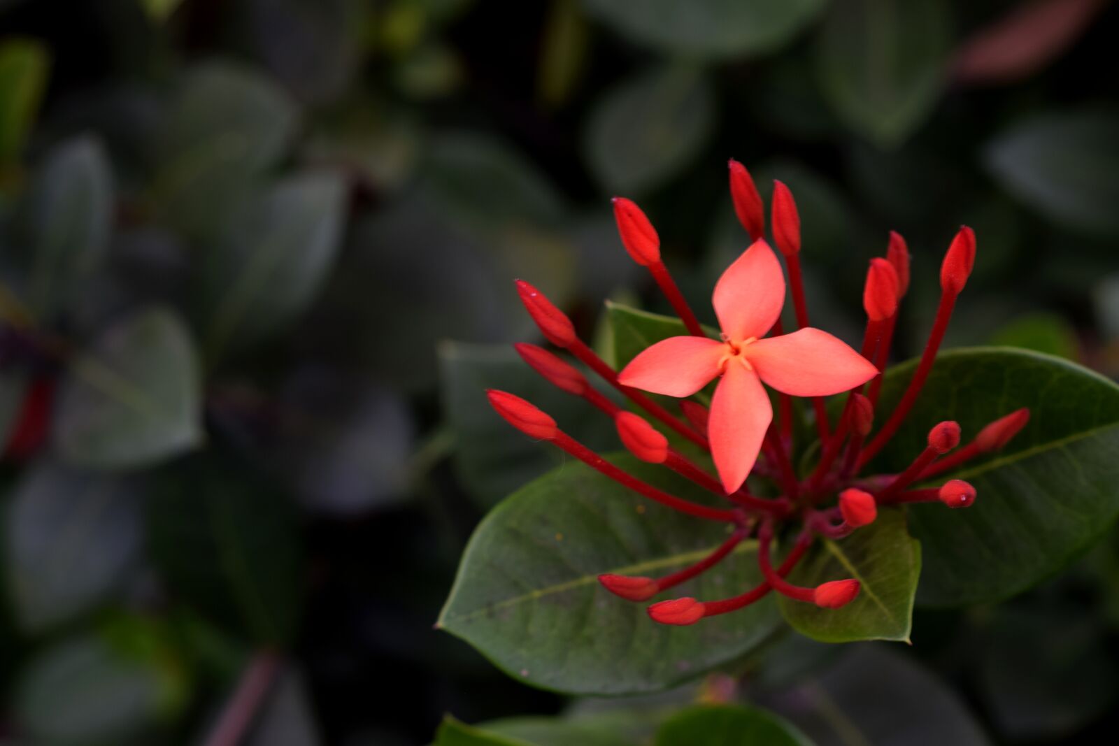 Nikon D3300 sample photo. Blooming, plant, flower photography