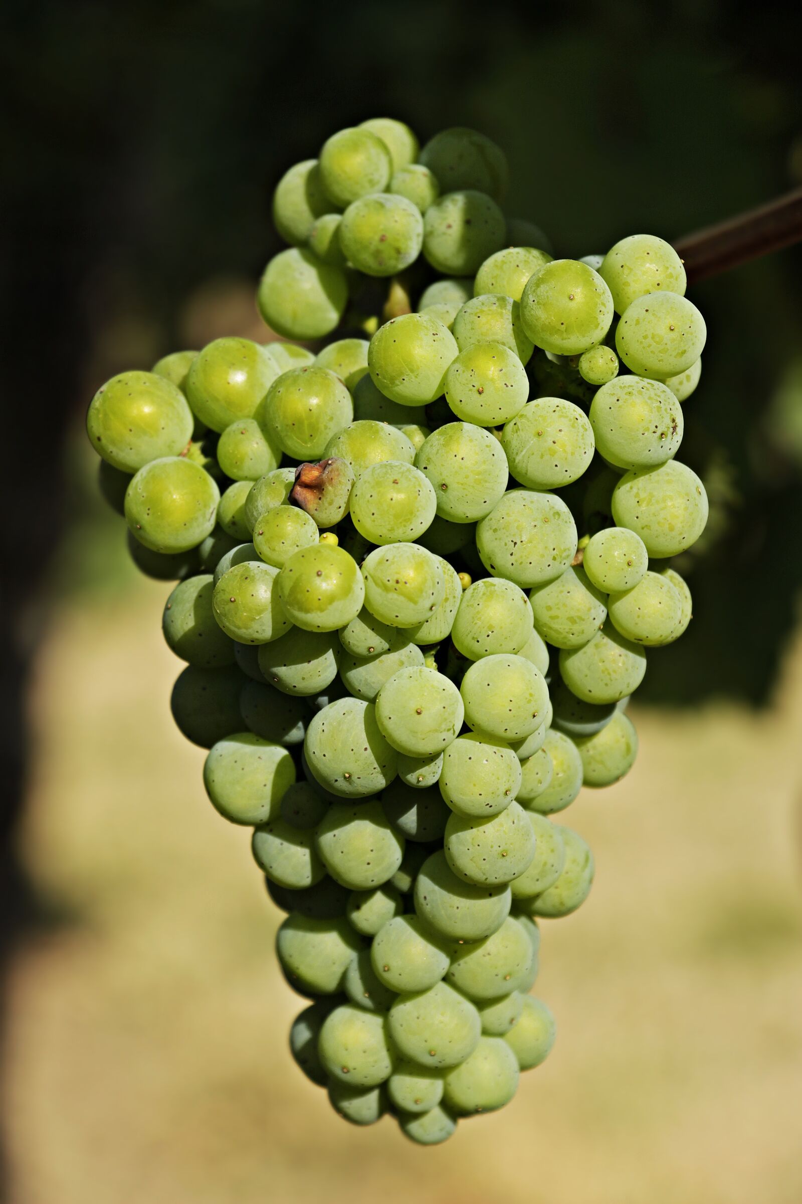 Canon EOS 100D (EOS Rebel SL1 / EOS Kiss X7) sample photo. Wine, grapes, grapevine photography