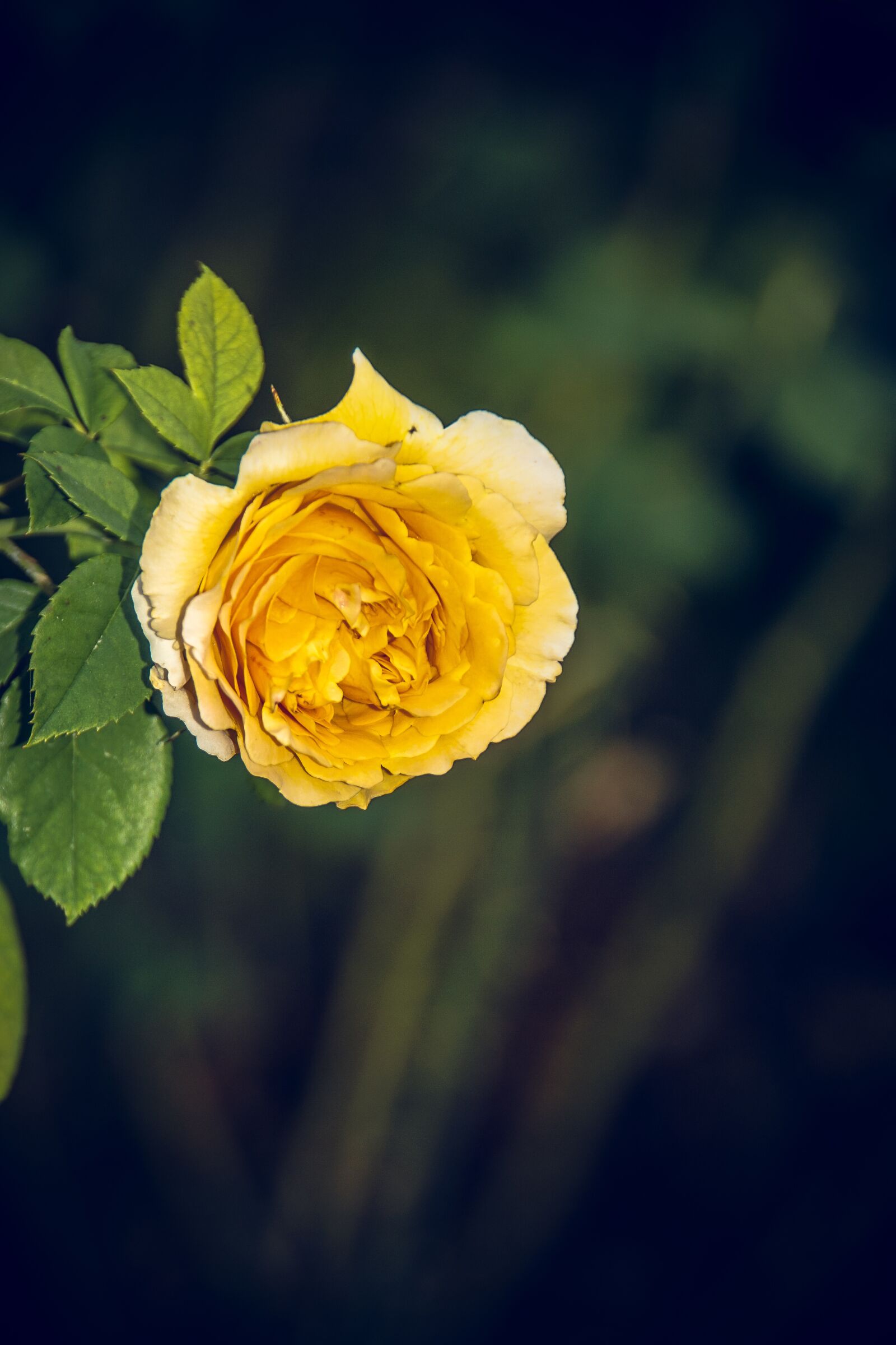 Sony ILCA-77M2 sample photo. Rose, blossom, bloom photography