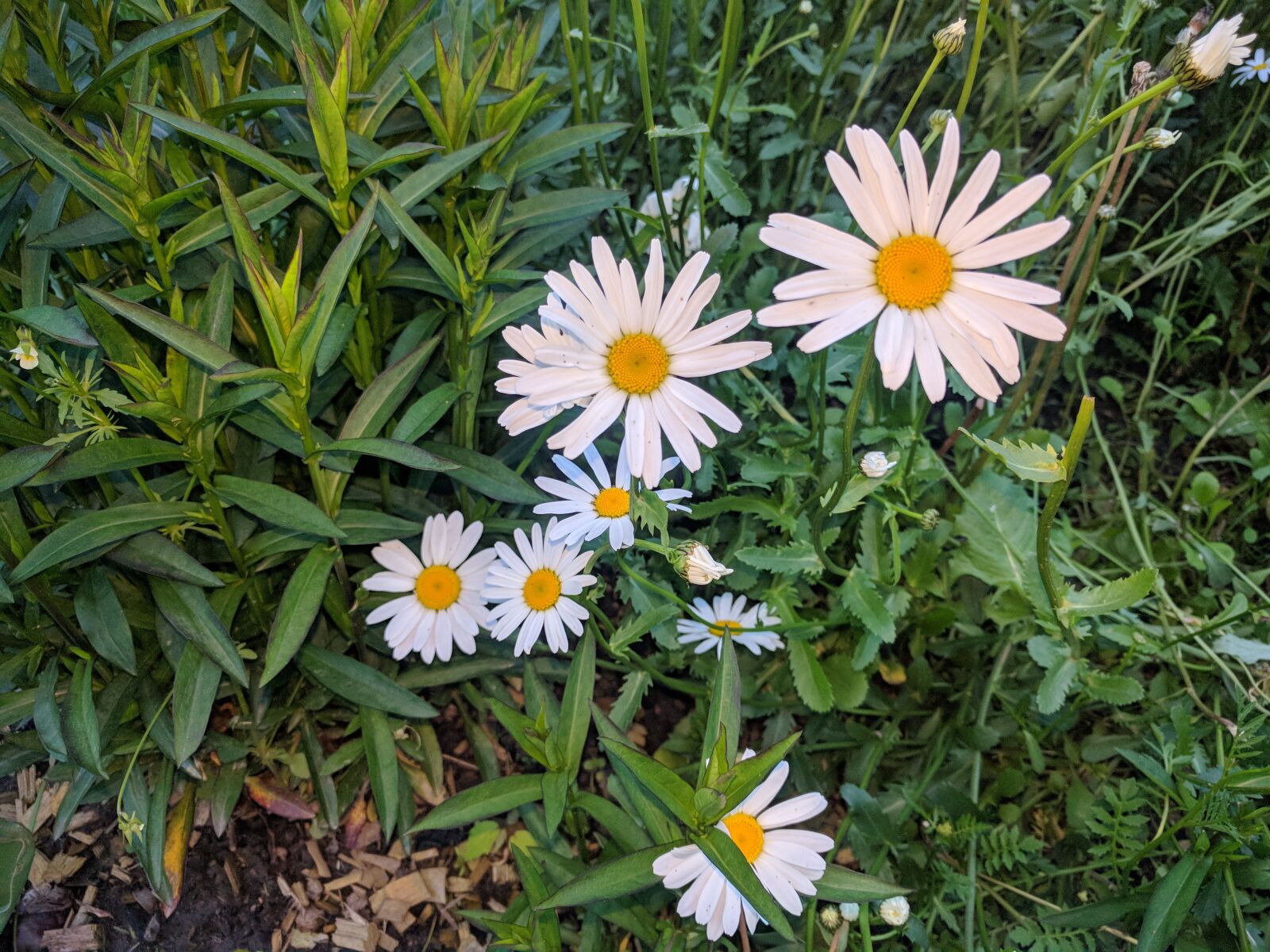 LG Nexus 5X sample photo. Daisy, daisy flowers, nature photography