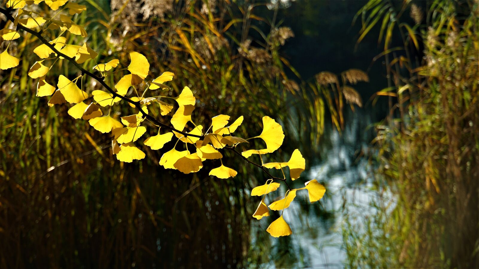 Sony a6000 sample photo. Ginkgo, leaves, tree photography