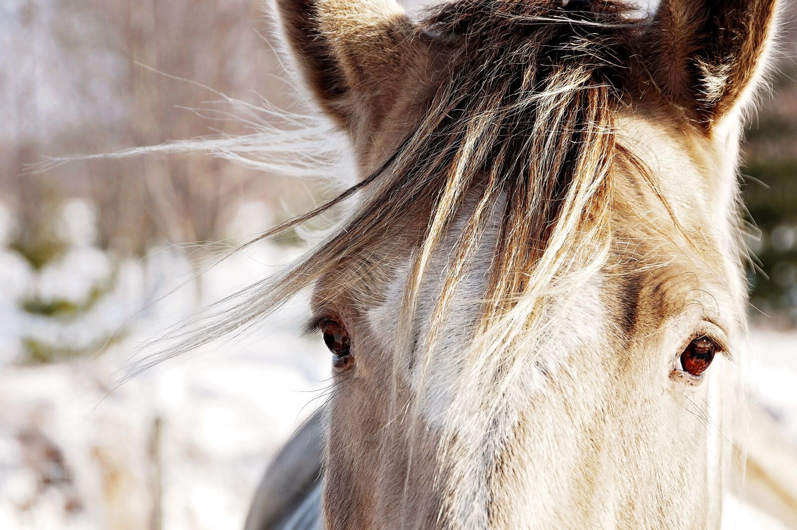 Nikon D90 sample photo. Horse, animal, farm photography