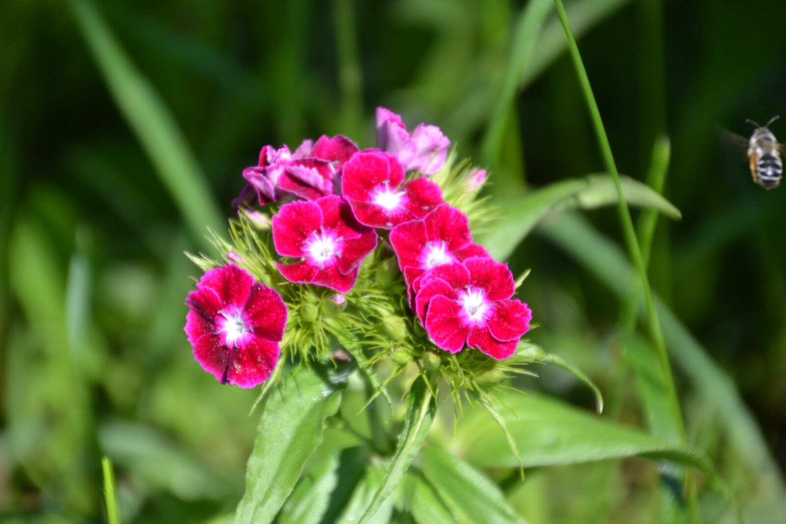 Nikon D3100 sample photo. Bart cloves, cloves, dianthus photography
