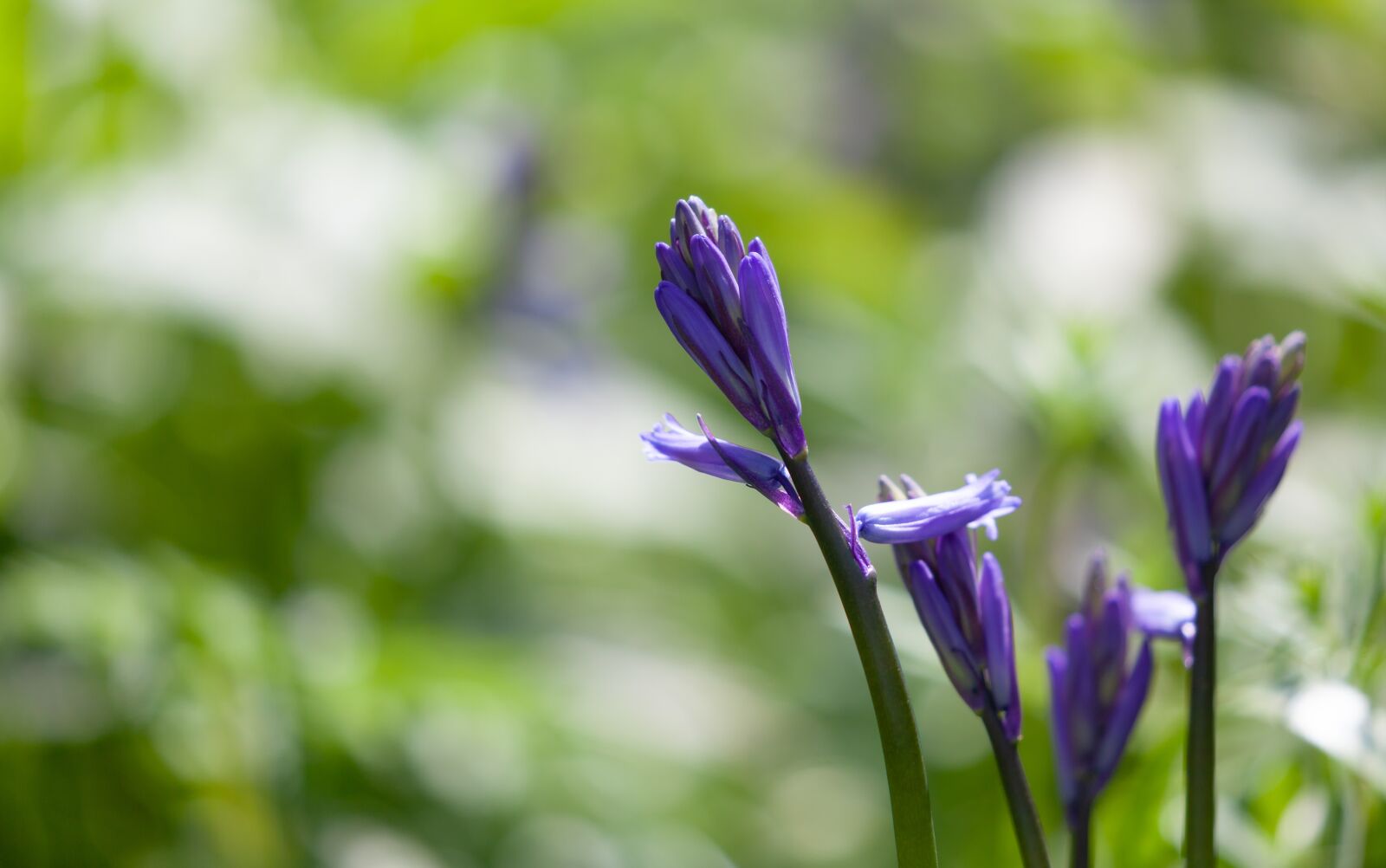 Canon EOS 5D Mark II sample photo. Bluebell flower, bluebell, woods photography