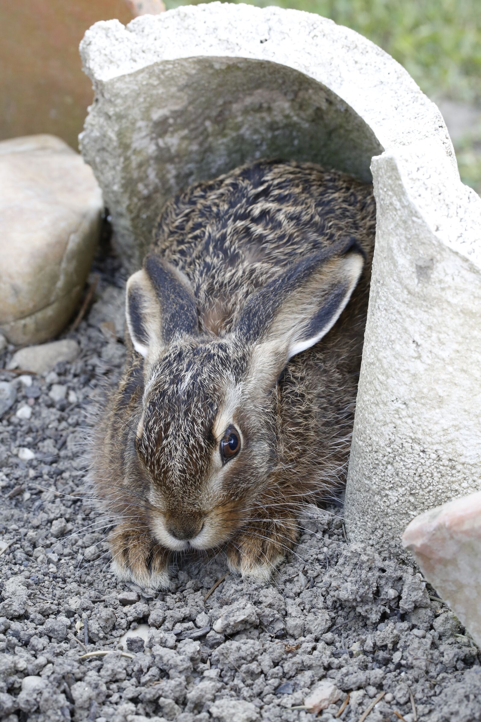 Canon EF 100mm F2.8L Macro IS USM sample photo. Hare, meister lampe, nature photography