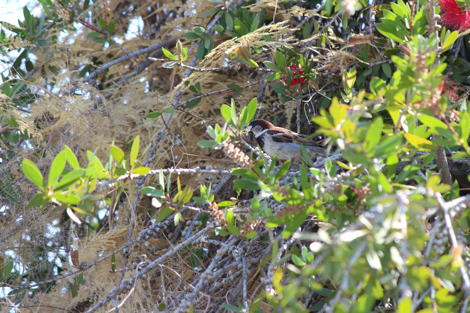 Canon EOS 1300D (EOS Rebel T6 / EOS Kiss X80) + Canon EF-S 55-250mm F4-5.6 IS II sample photo. Bird, nest, nature photography