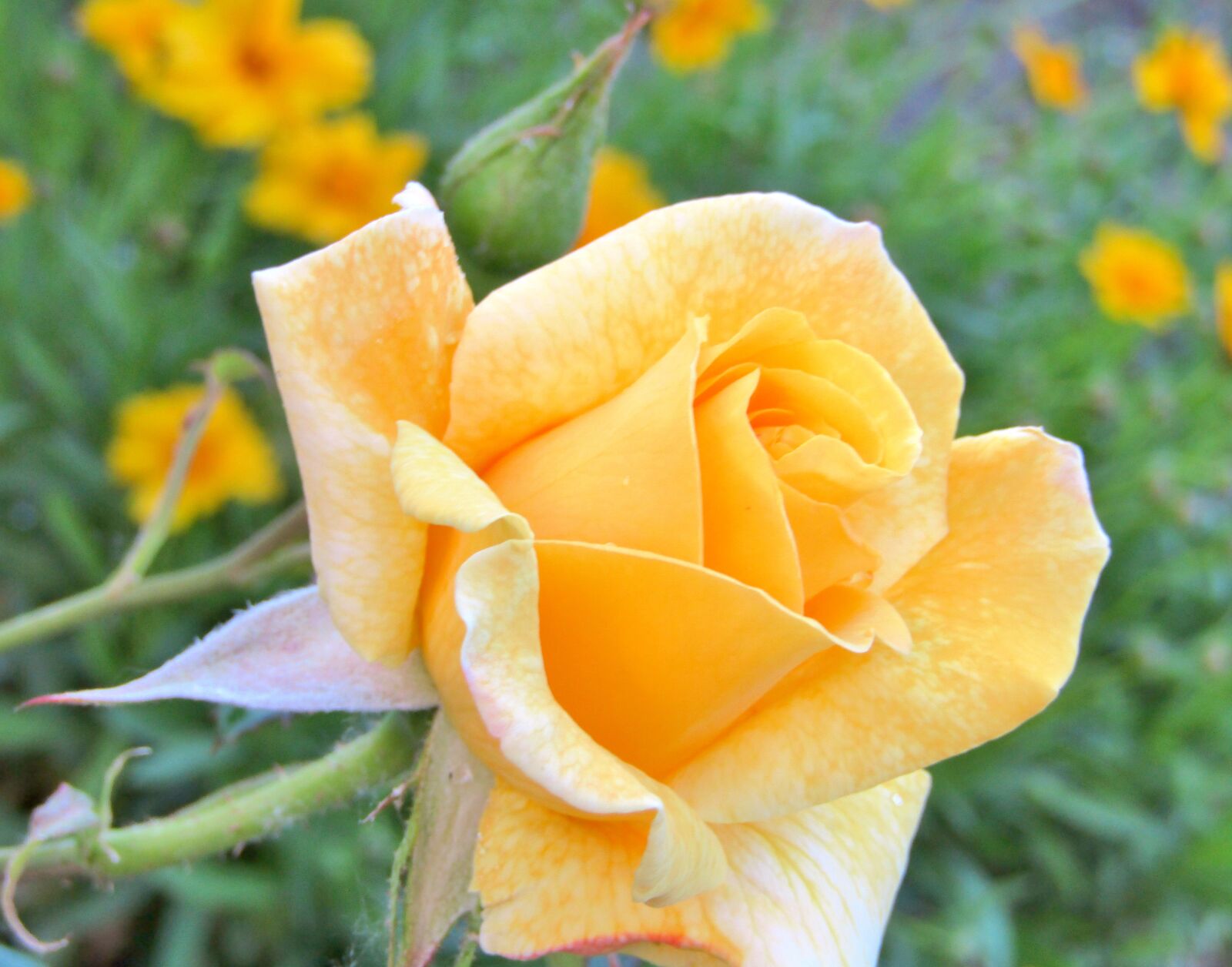 Canon POWERSHOT SX432 IS sample photo. Rose, yellow, changes photography