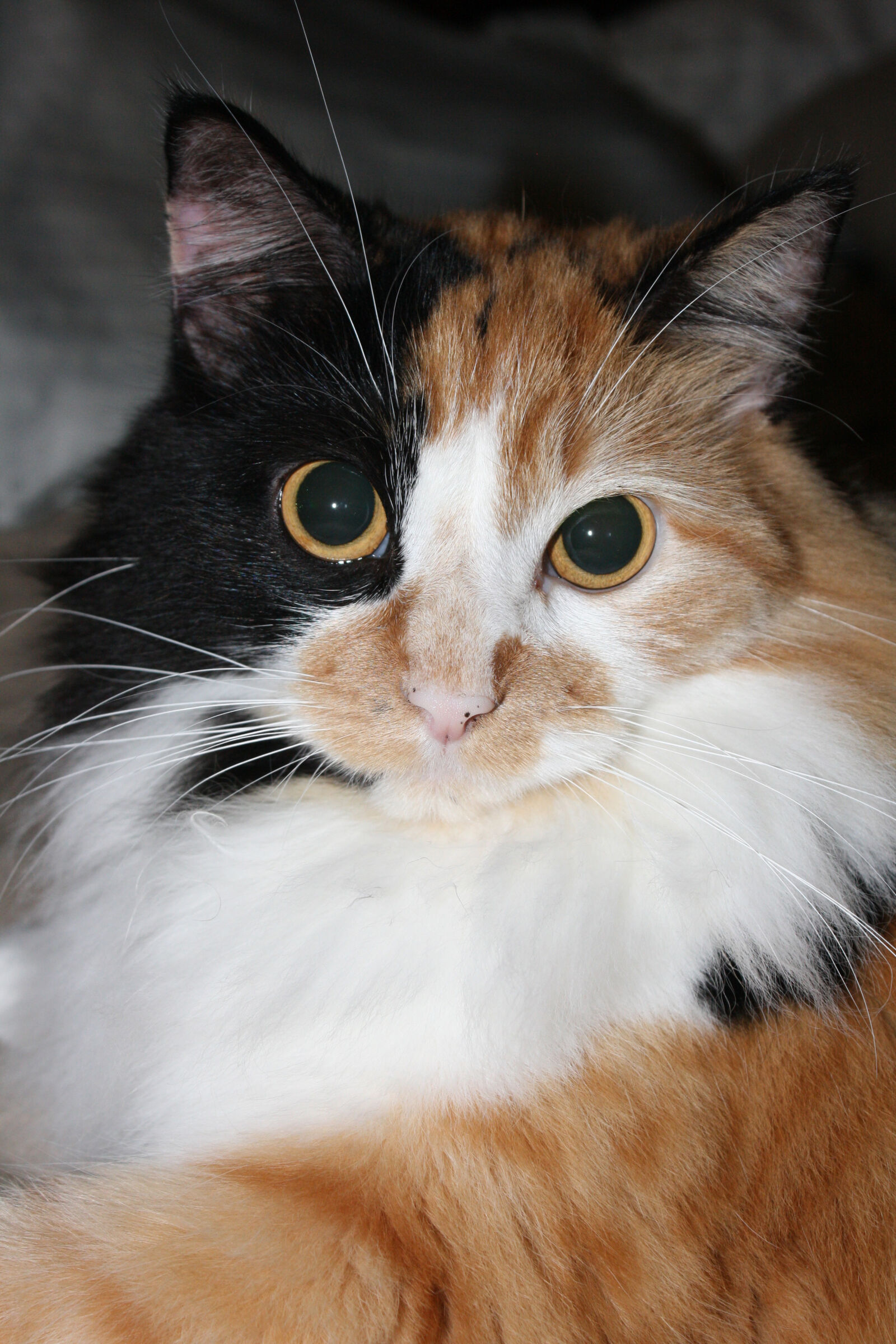 Canon EOS 1000D (EOS Digital Rebel XS / EOS Kiss F) sample photo. Beautiful, beauty, black, and photography