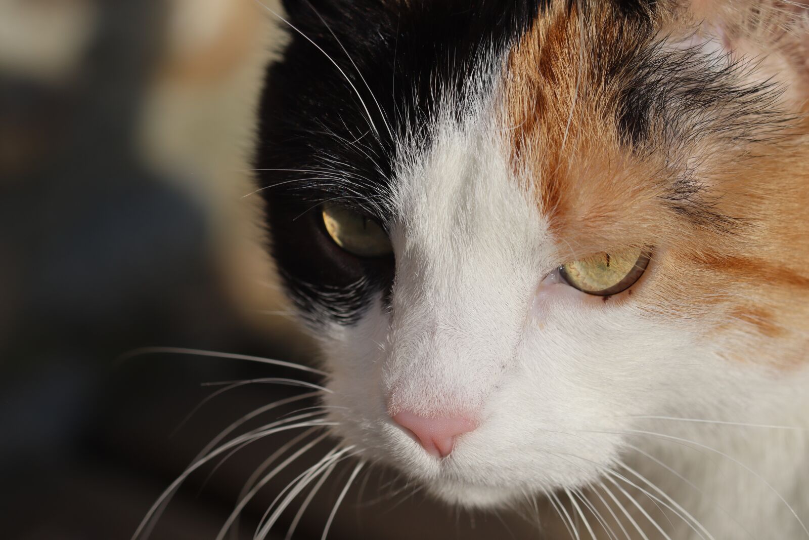 Canon EOS 250D (EOS Rebel SL3 / EOS Kiss X10 / EOS 200D II) sample photo. Cat, face, ginger photography