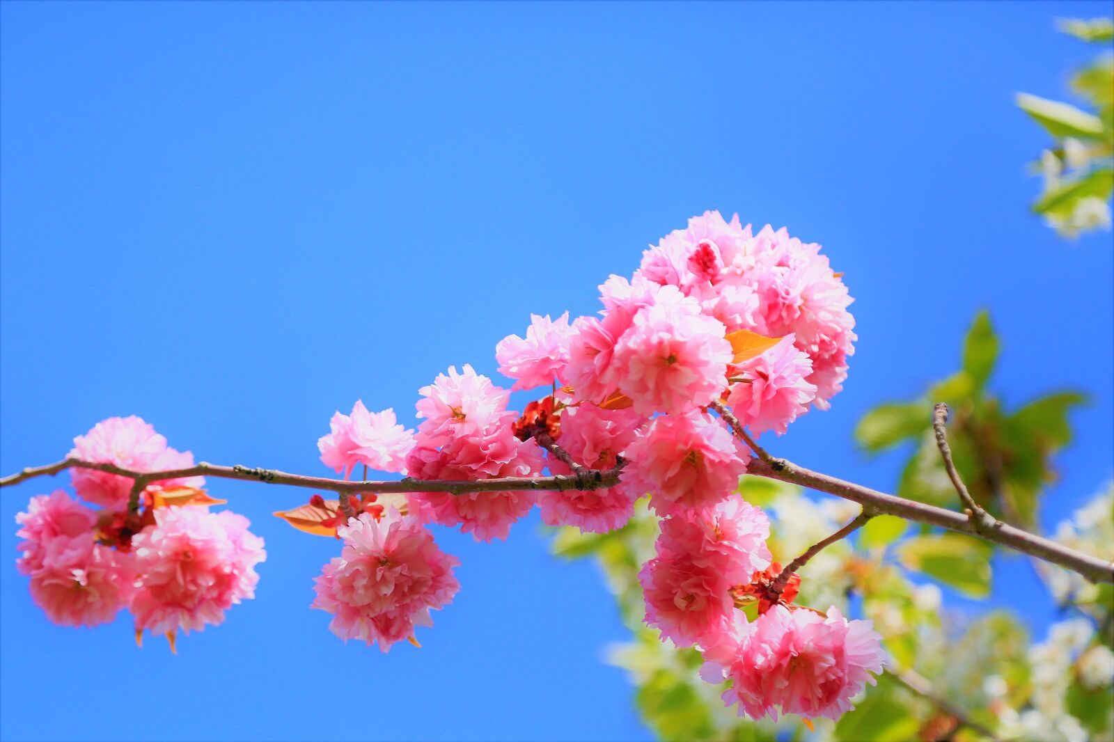 Canon EOS 5D Mark III sample photo. Flower, spring, nature photography