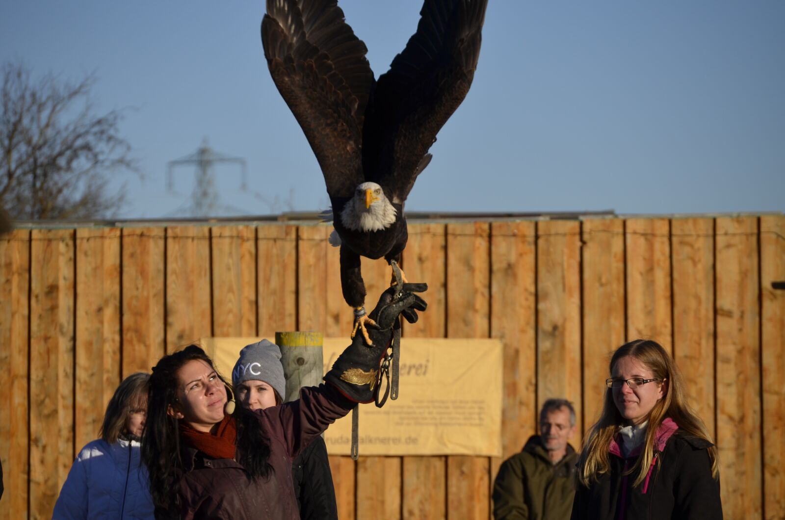 Nikon D5100 sample photo. Adler, bill, raptor photography