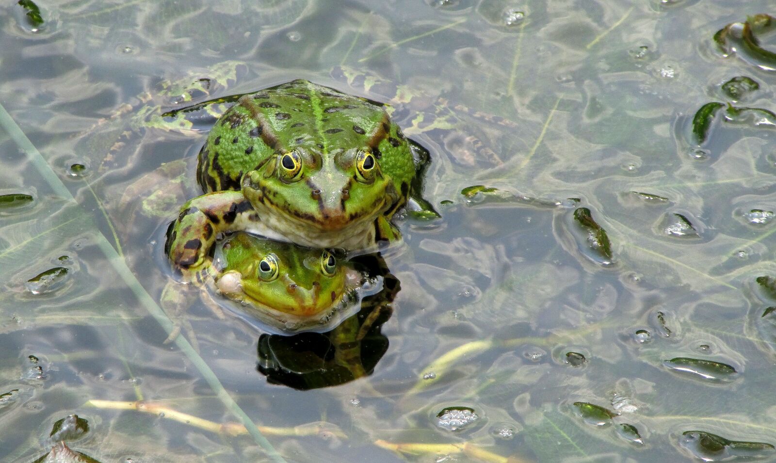 Canon PowerShot SX500 IS sample photo. Frog pond, frog, green photography