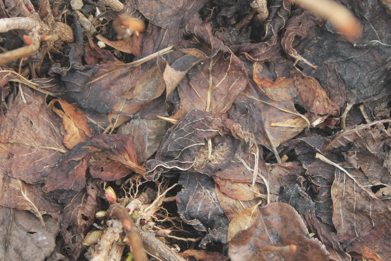 Canon EOS 1100D (EOS Rebel T3 / EOS Kiss X50) sample photo. Dead leaves, seasonal, november photography