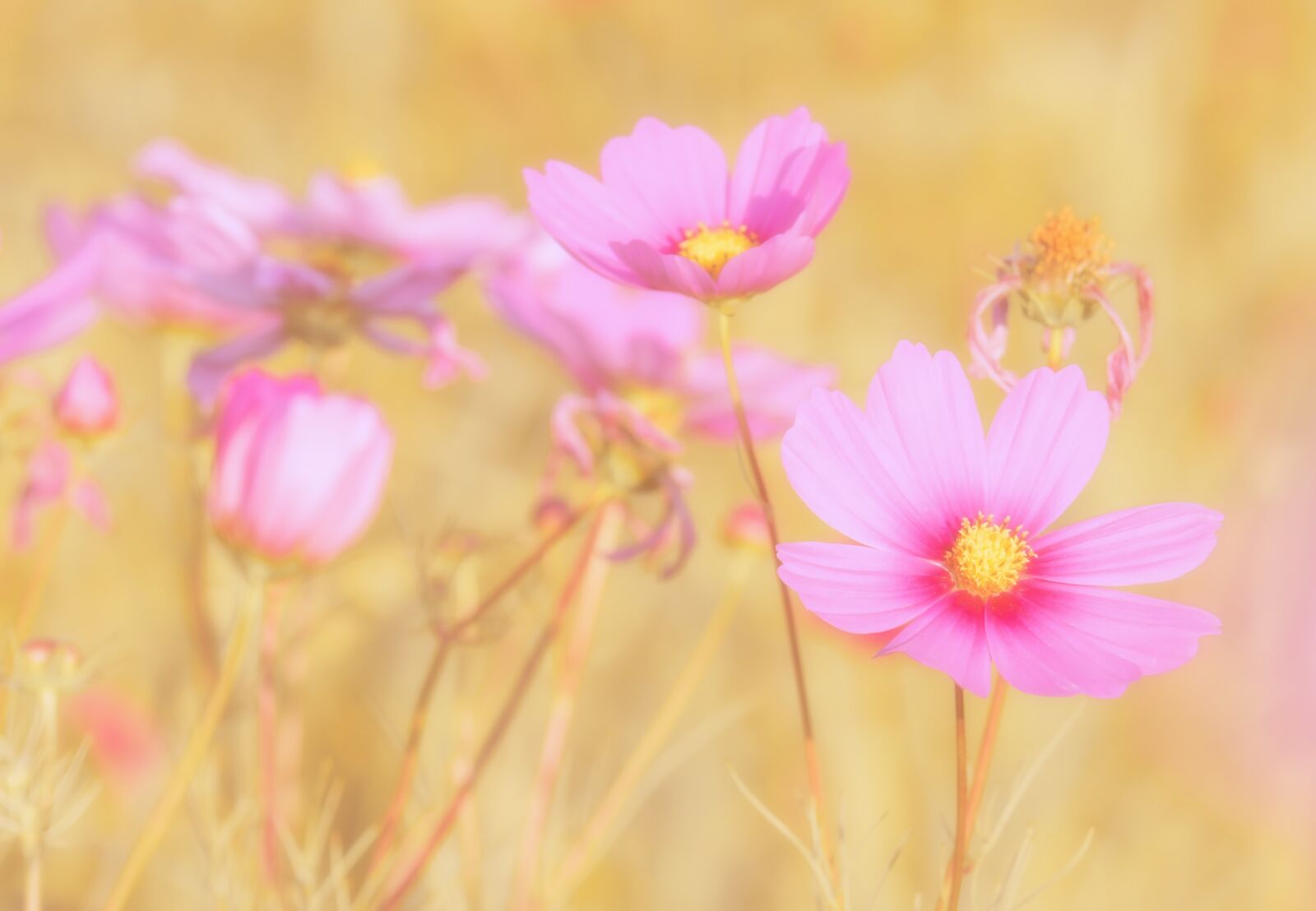 Fujifilm XF 55-200mm F3.5-4.8 R LM OIS sample photo. Cosmea, flowers, bloom photography