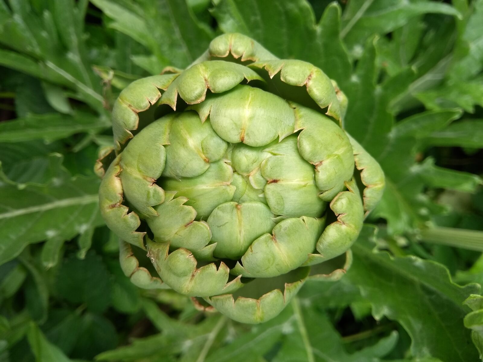 Motorola Moto G (5th Gen) sample photo. Artichoke, plant, green photography