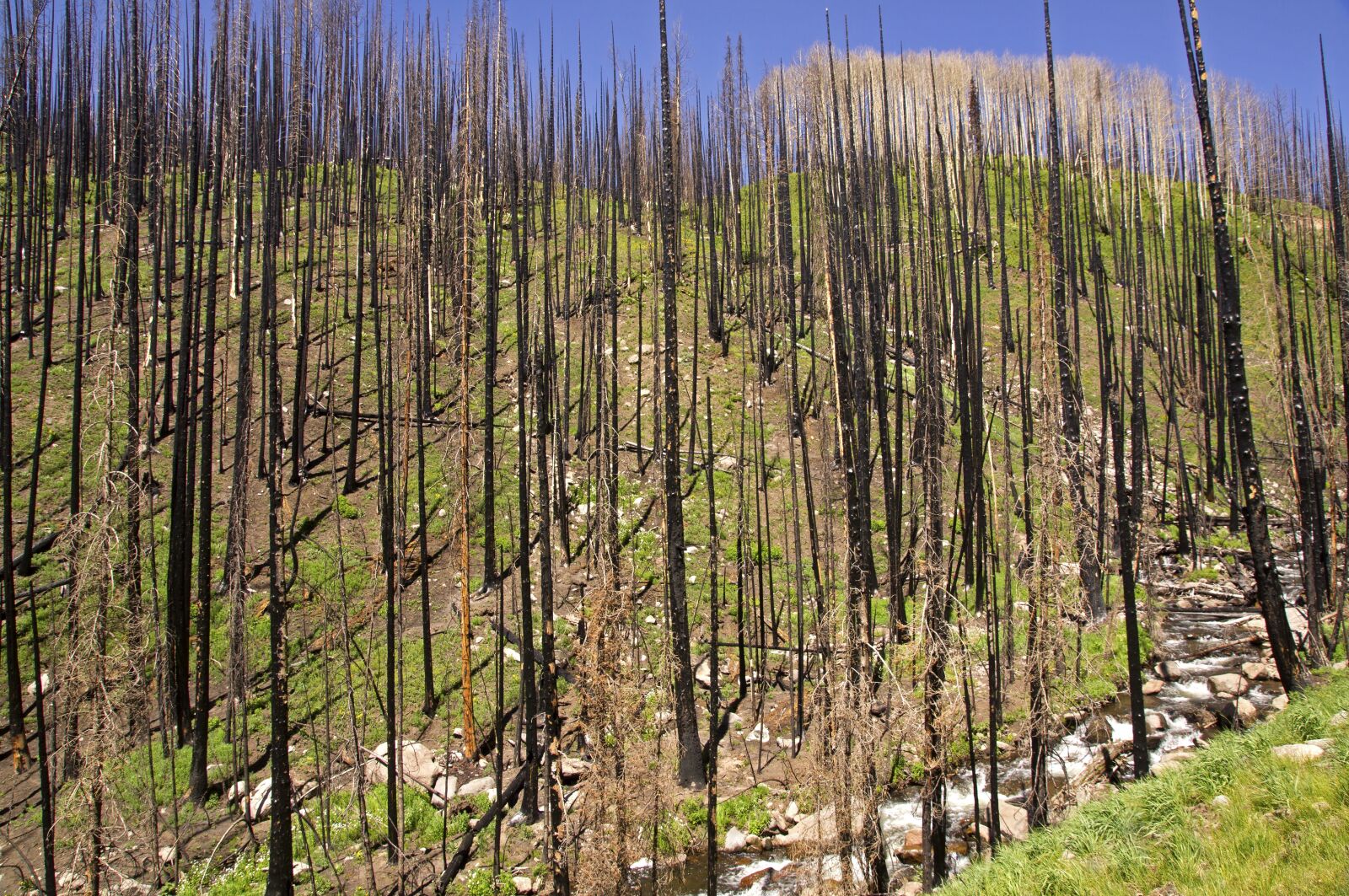 Sony SLT-A55 (SLT-A55V) sample photo. Forest fire, burned, fire photography
