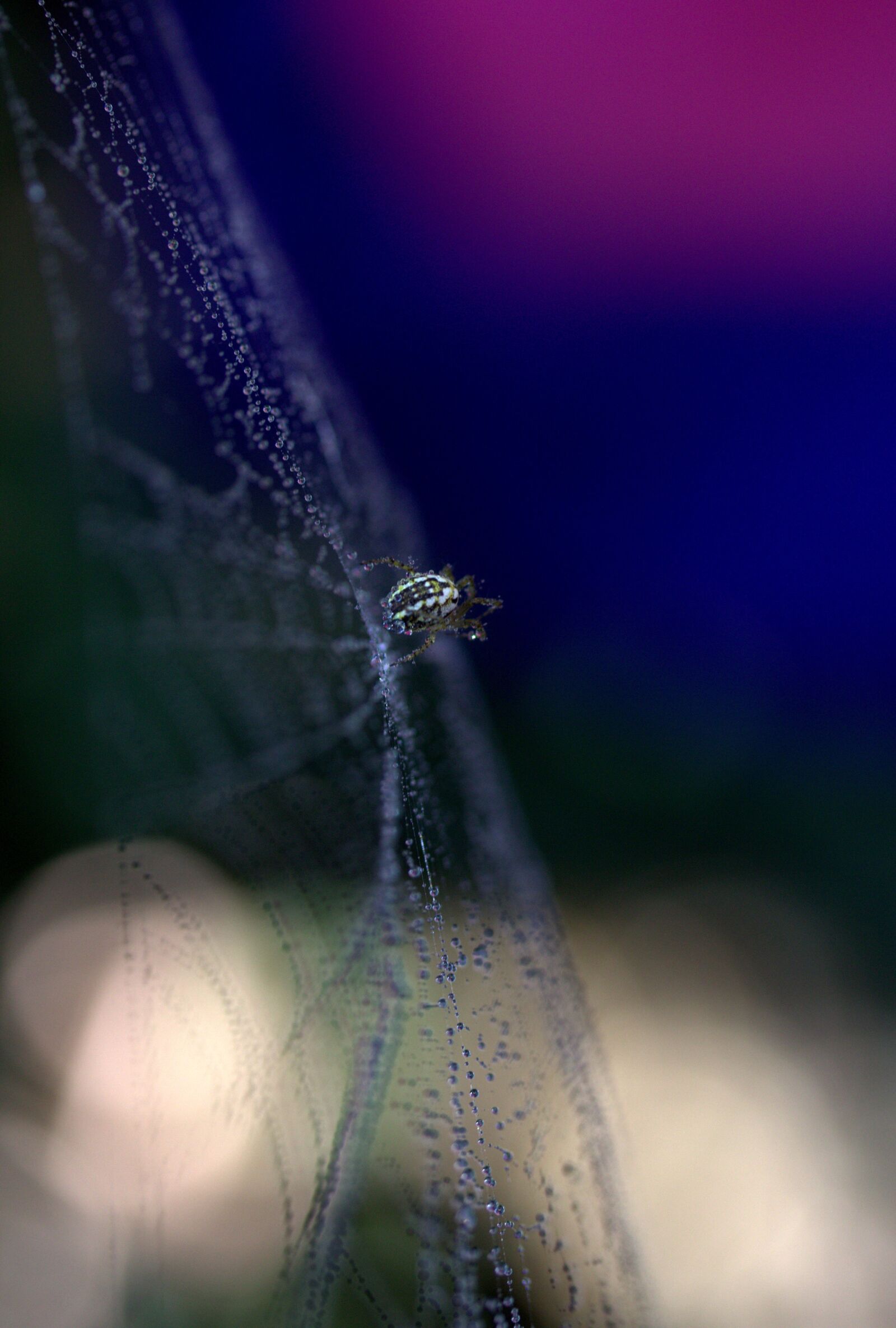 Canon EF-S 60mm F2.8 Macro USM sample photo. Spider, spider web, drops photography